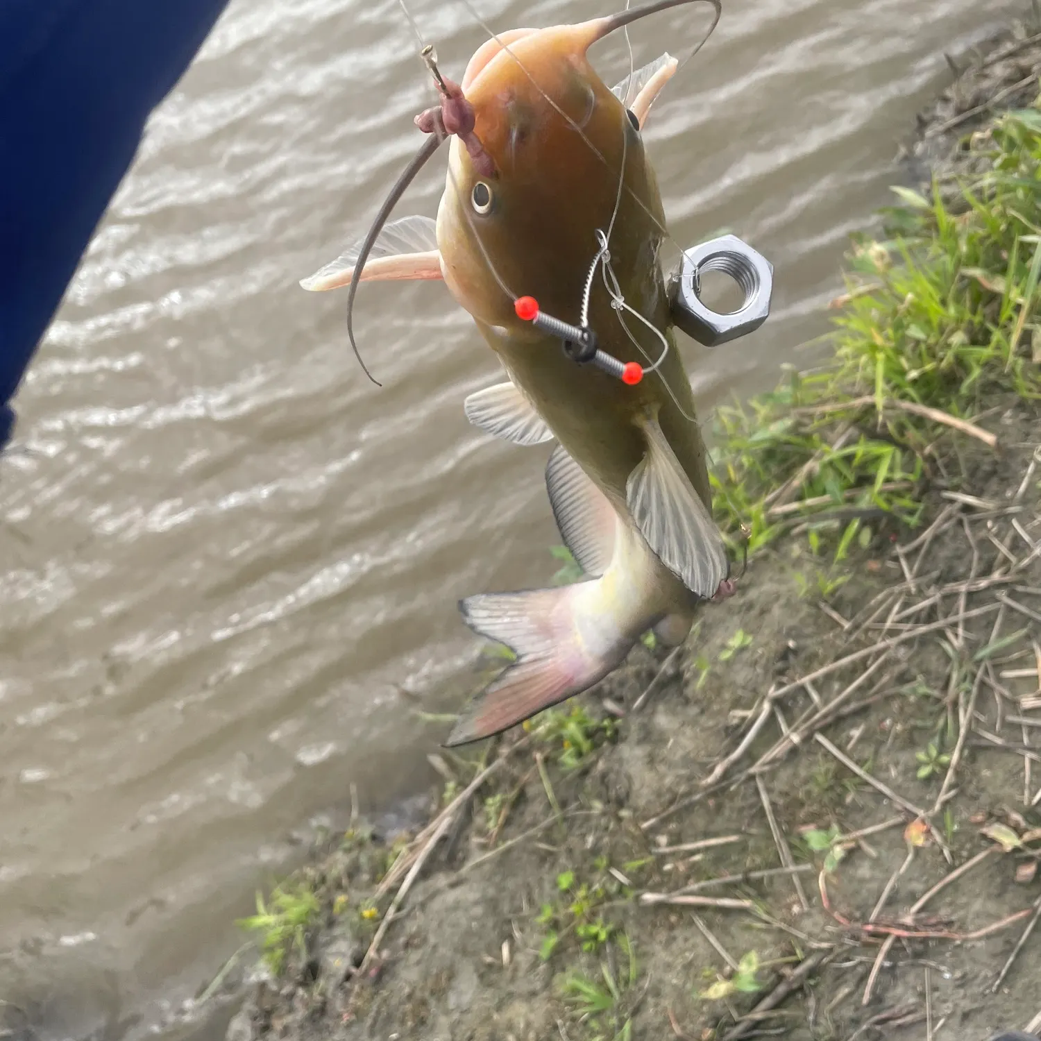 Channel catfish caught on Fishbrain