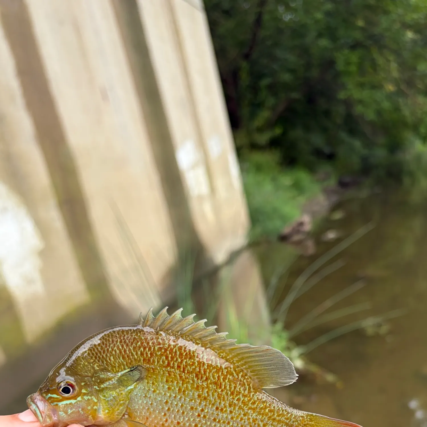 Redbreast sunfish caught on Fishbrain