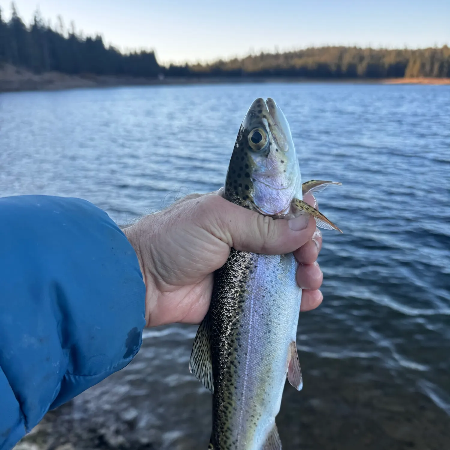 Rainbow trout caught on Fishbrain