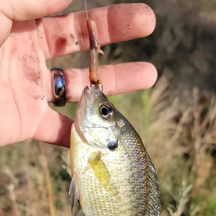 Bluegill caught on Fishbrain