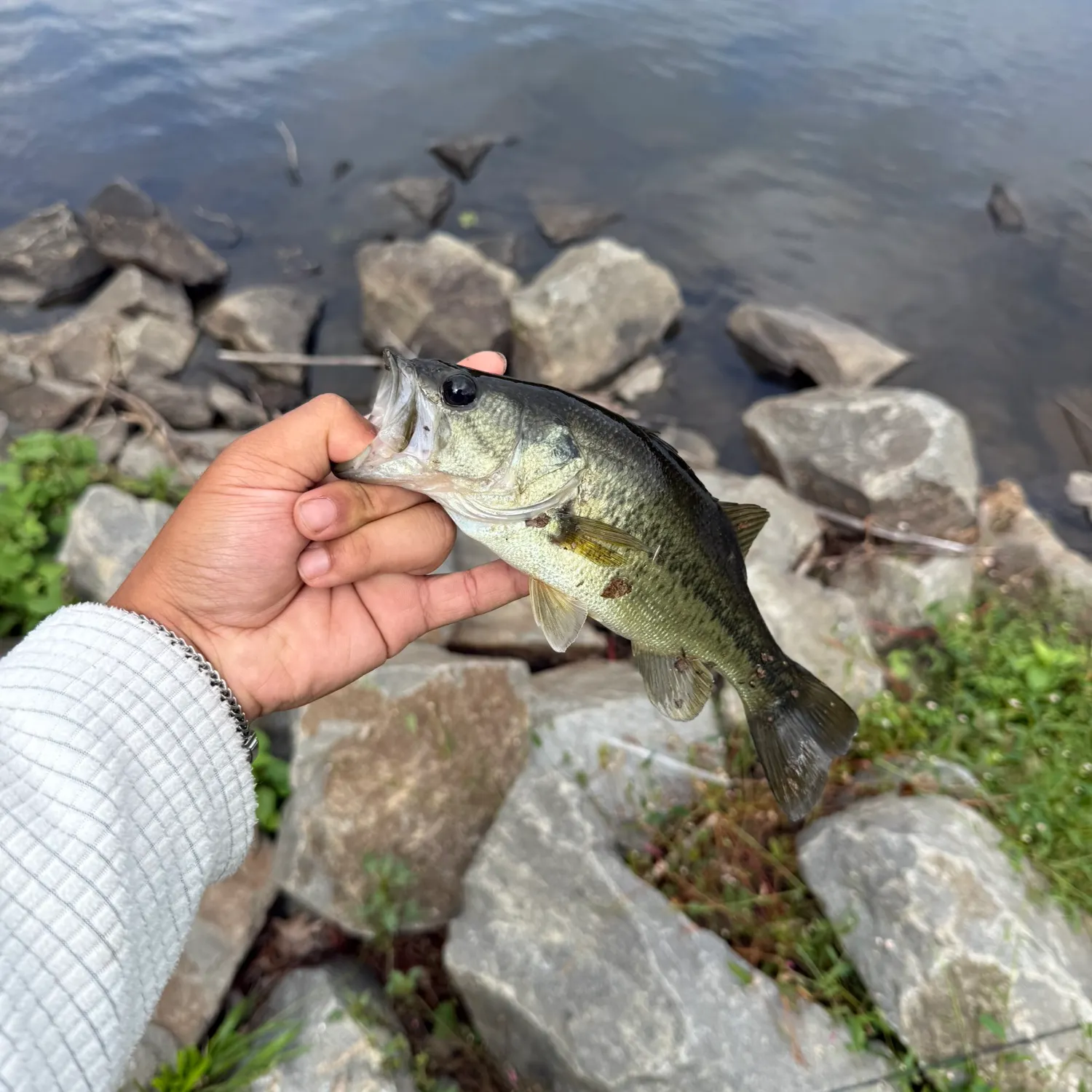 Largemouth bass caught on Fishbrain