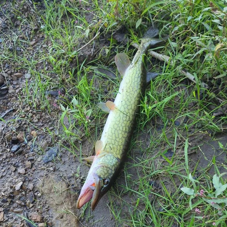Chain pickerel caught on Fishbrain