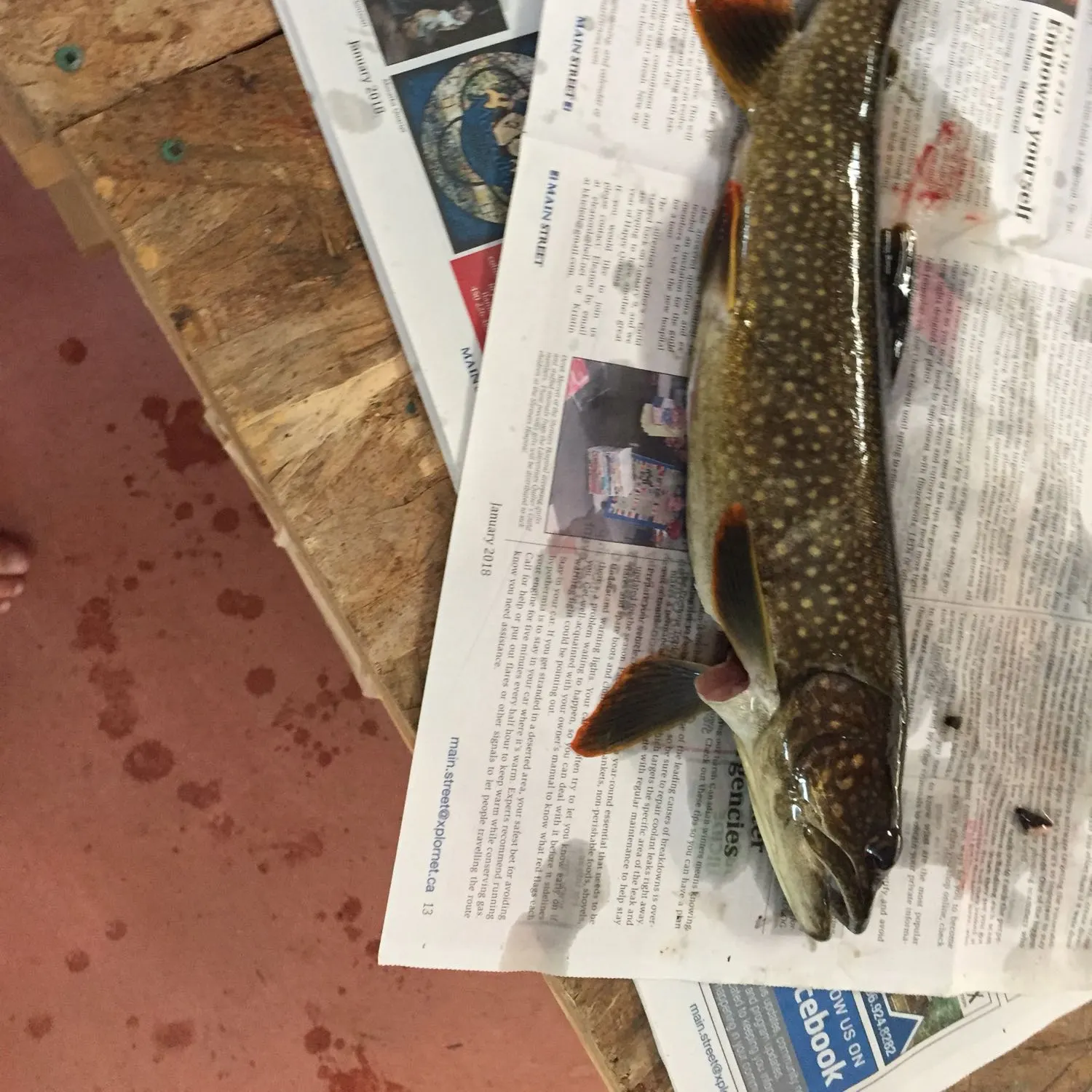 recently logged catches