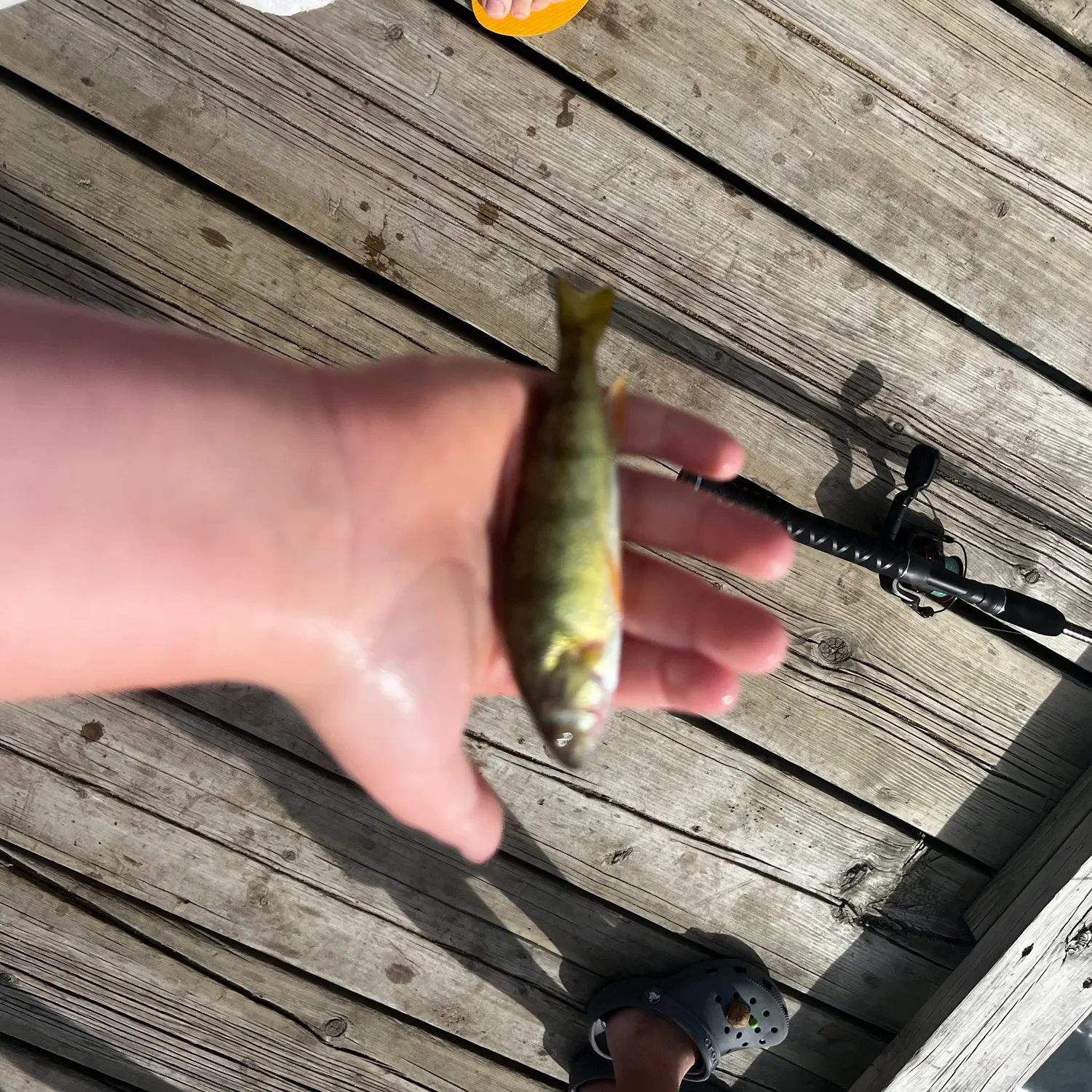 Yellow perch caught on Fishbrain