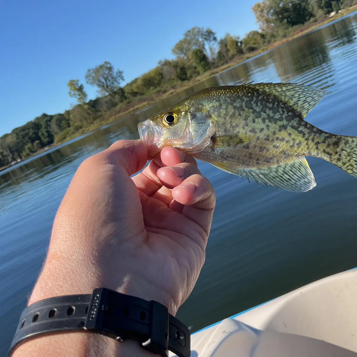 Black crappie caught on Fishbrain