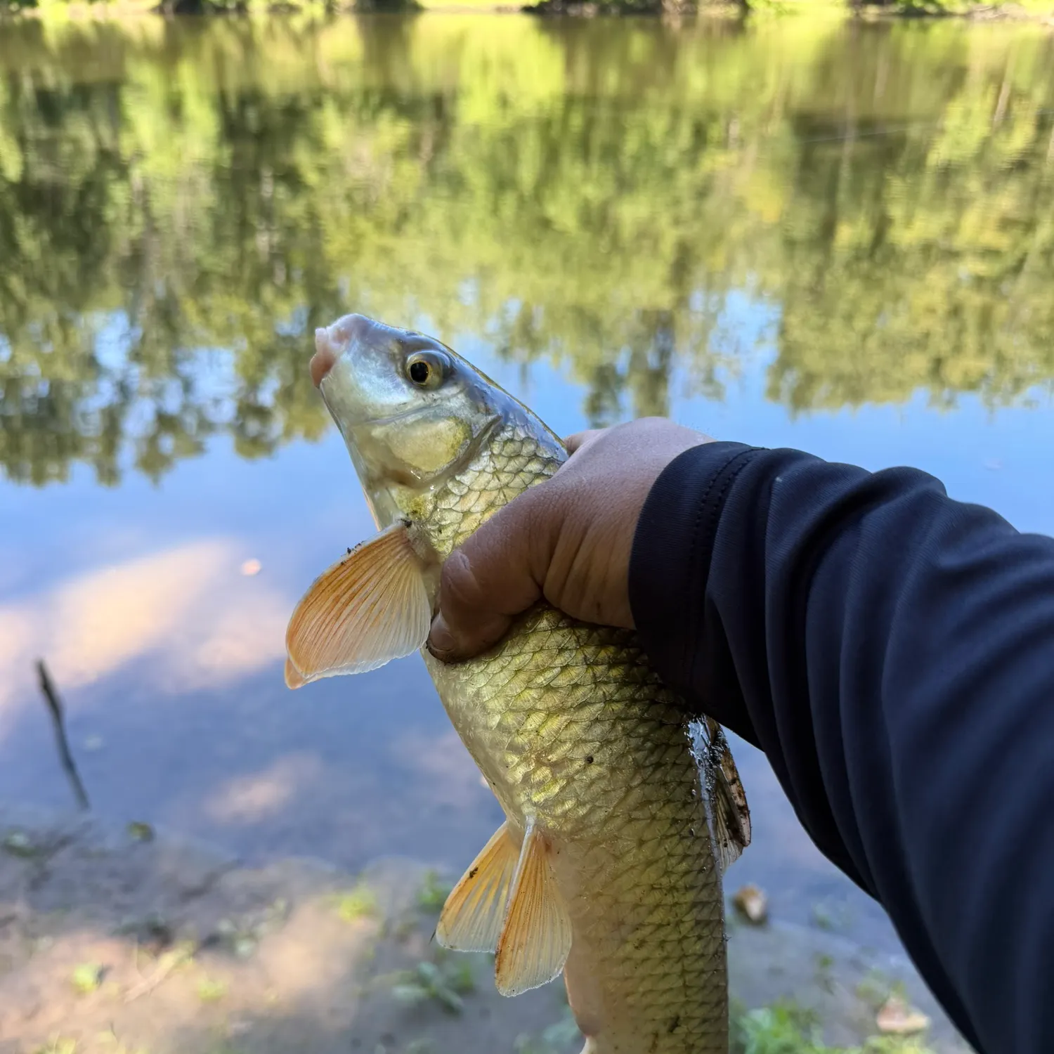 Golden redhorse caught on Fishbrain