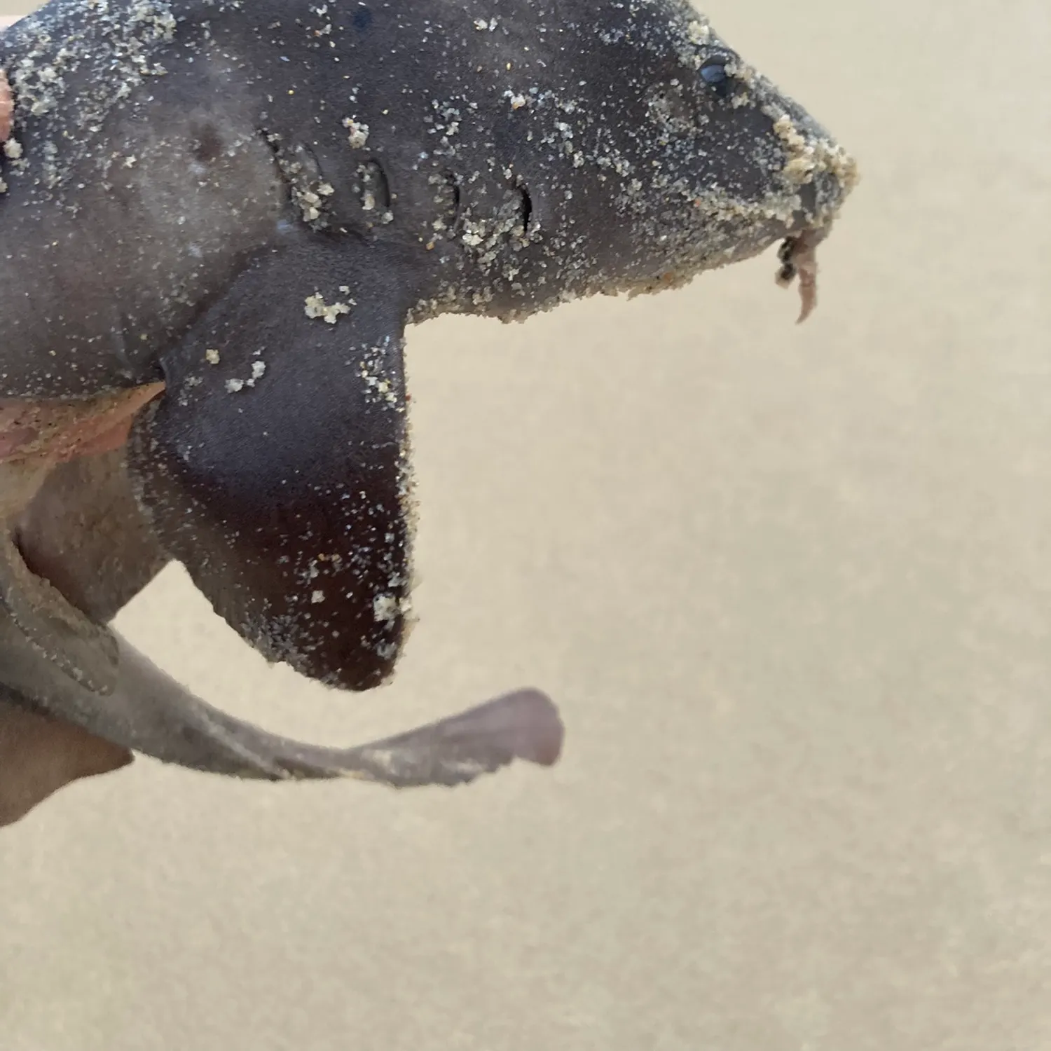 Blind shark caught on Fishbrain