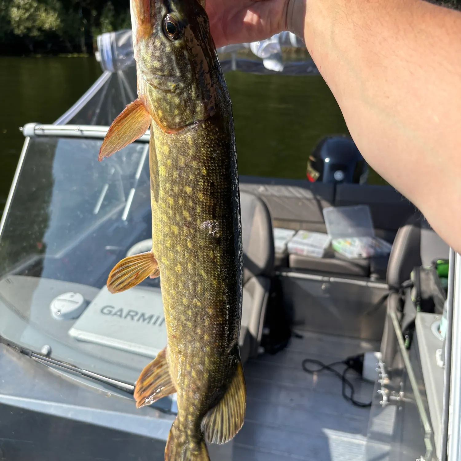 Northern pike caught on Fishbrain