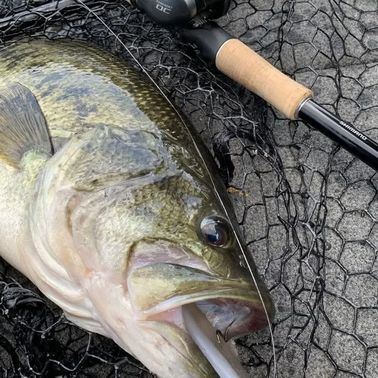 Largemouth bass caught on Fishbrain