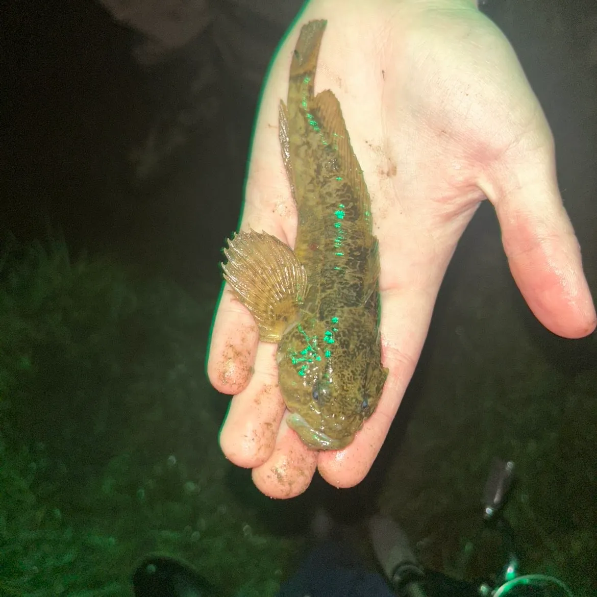 The most recent Reticulate sculpin catches on Fishbrain