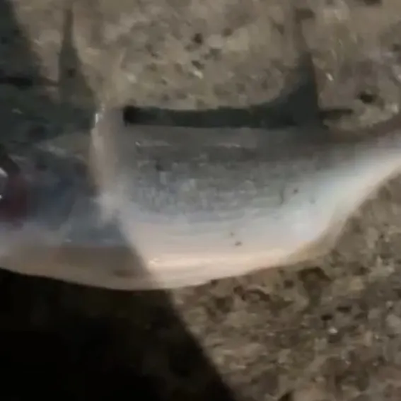 The most recent Red seabream catches on Fishbrain