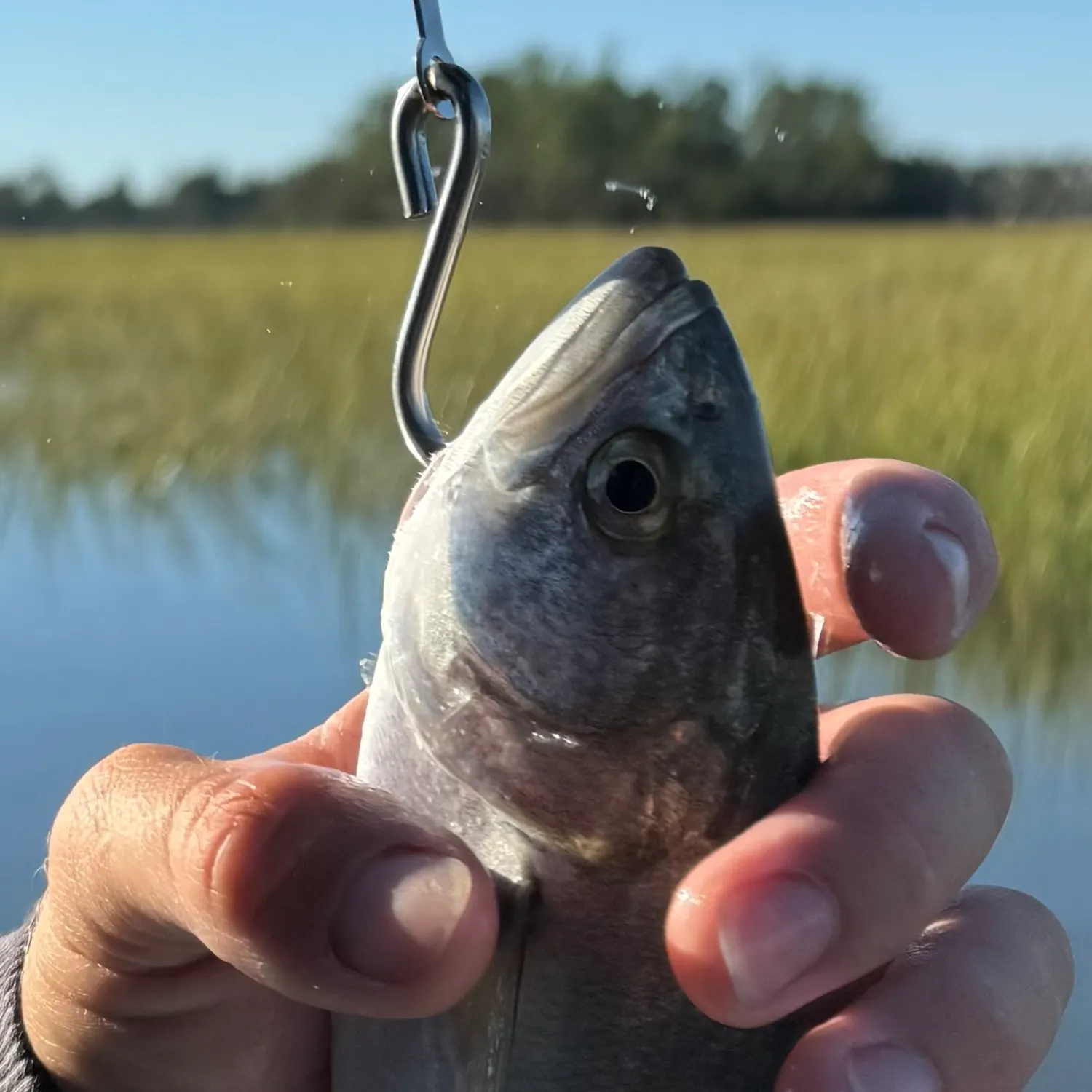 Bluefish caught on Fishbrain