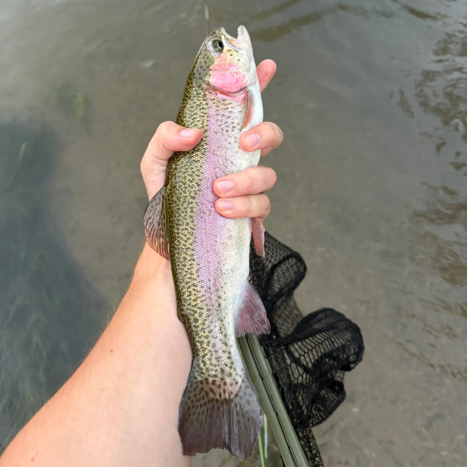 Rainbow trout caught on Fishbrain