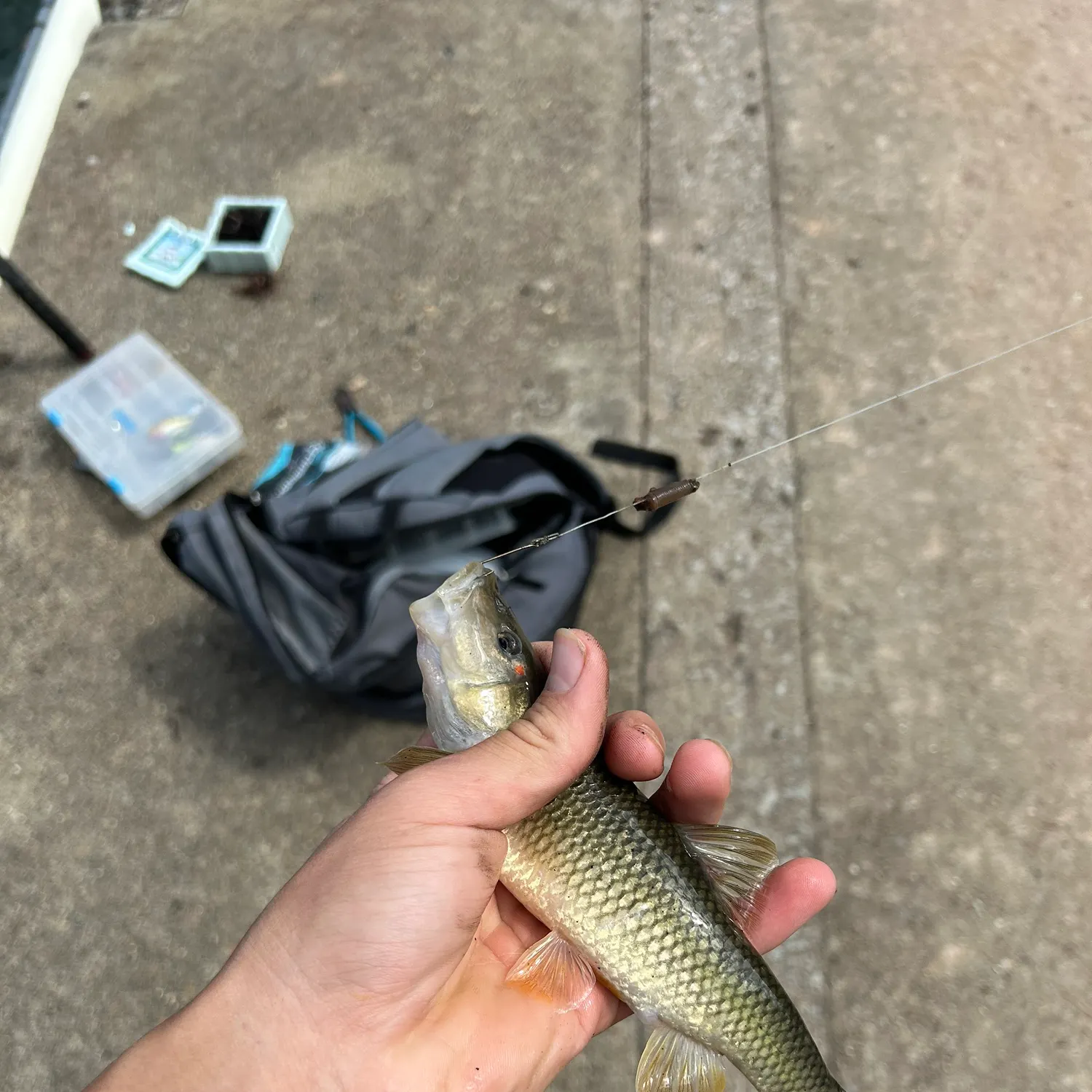 The most recent Redspot chub catches on Fishbrain