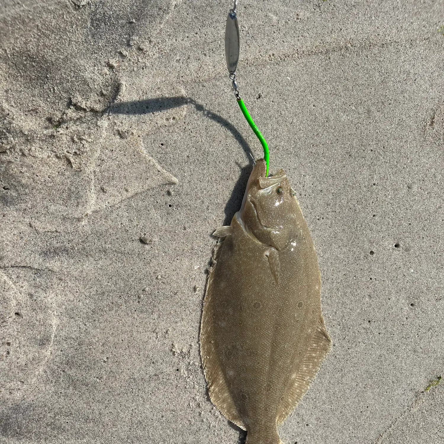 The most recent Southern flounder catches on Fishbrain