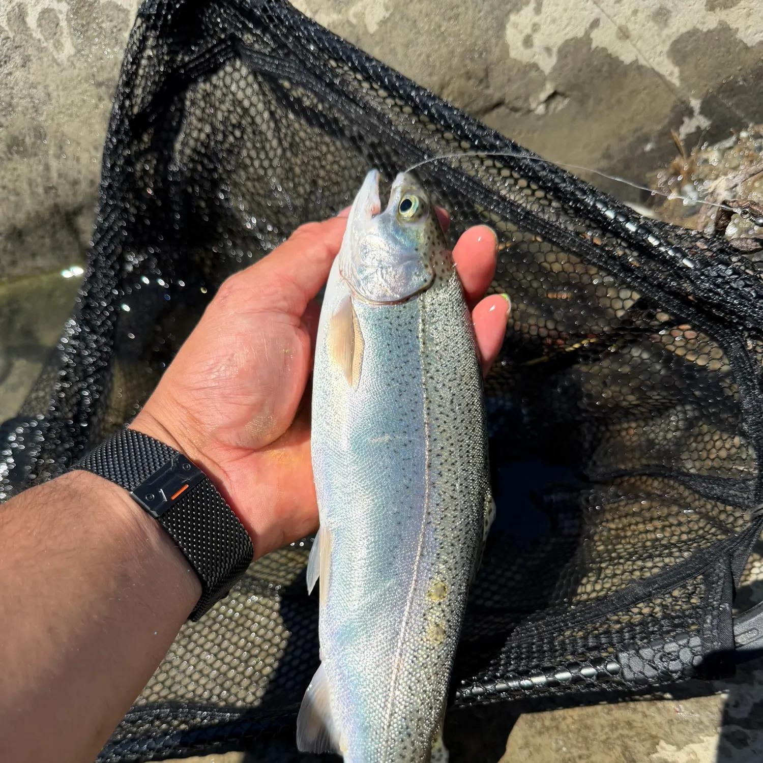 catch