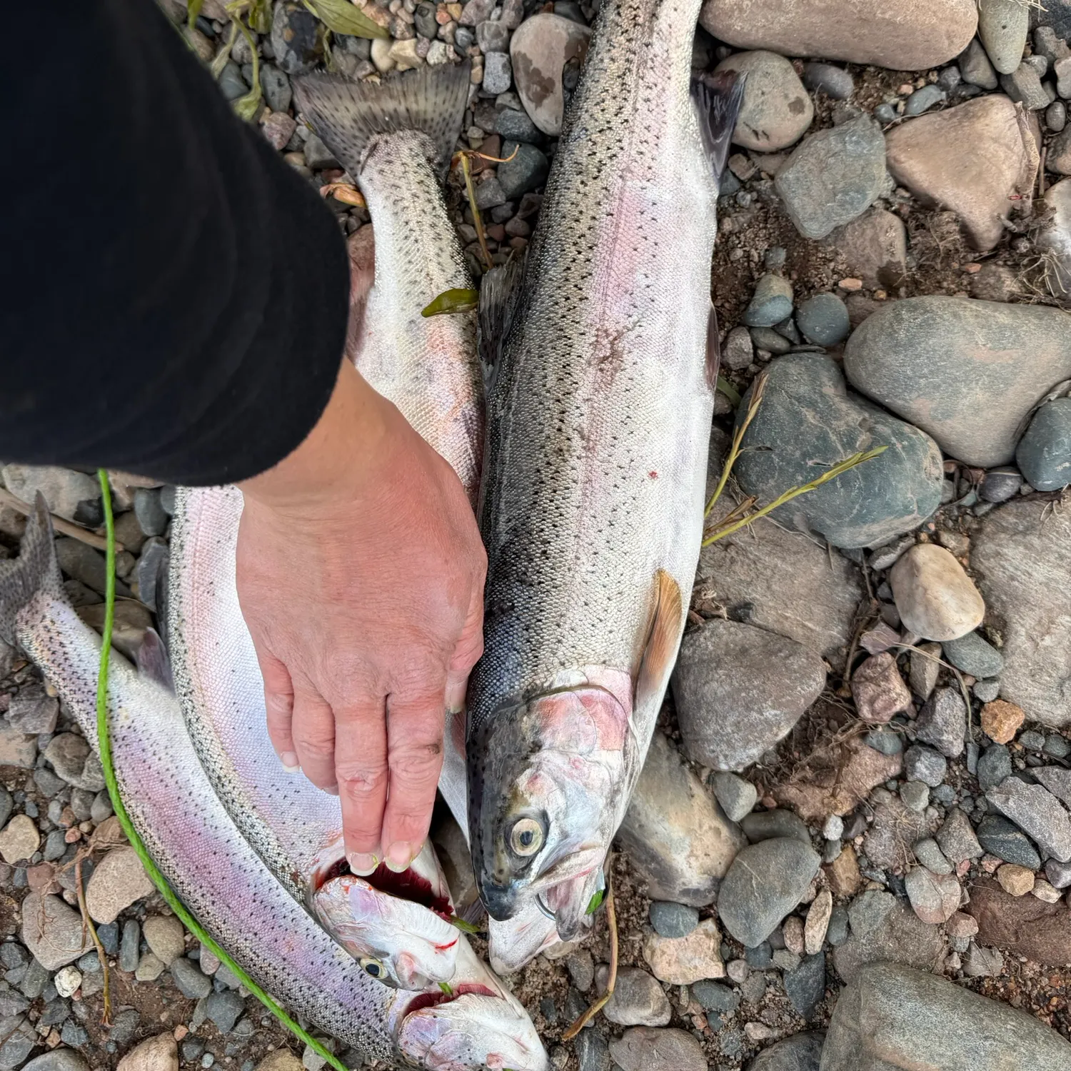 recently logged catches