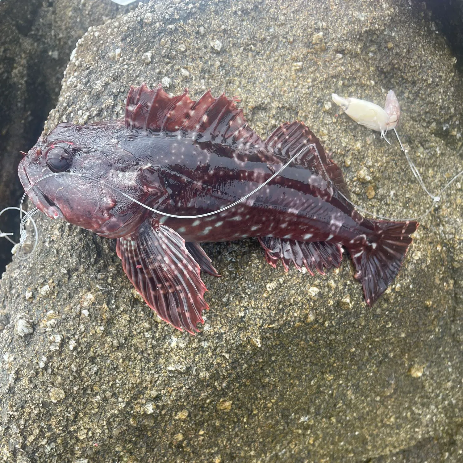 angler catch