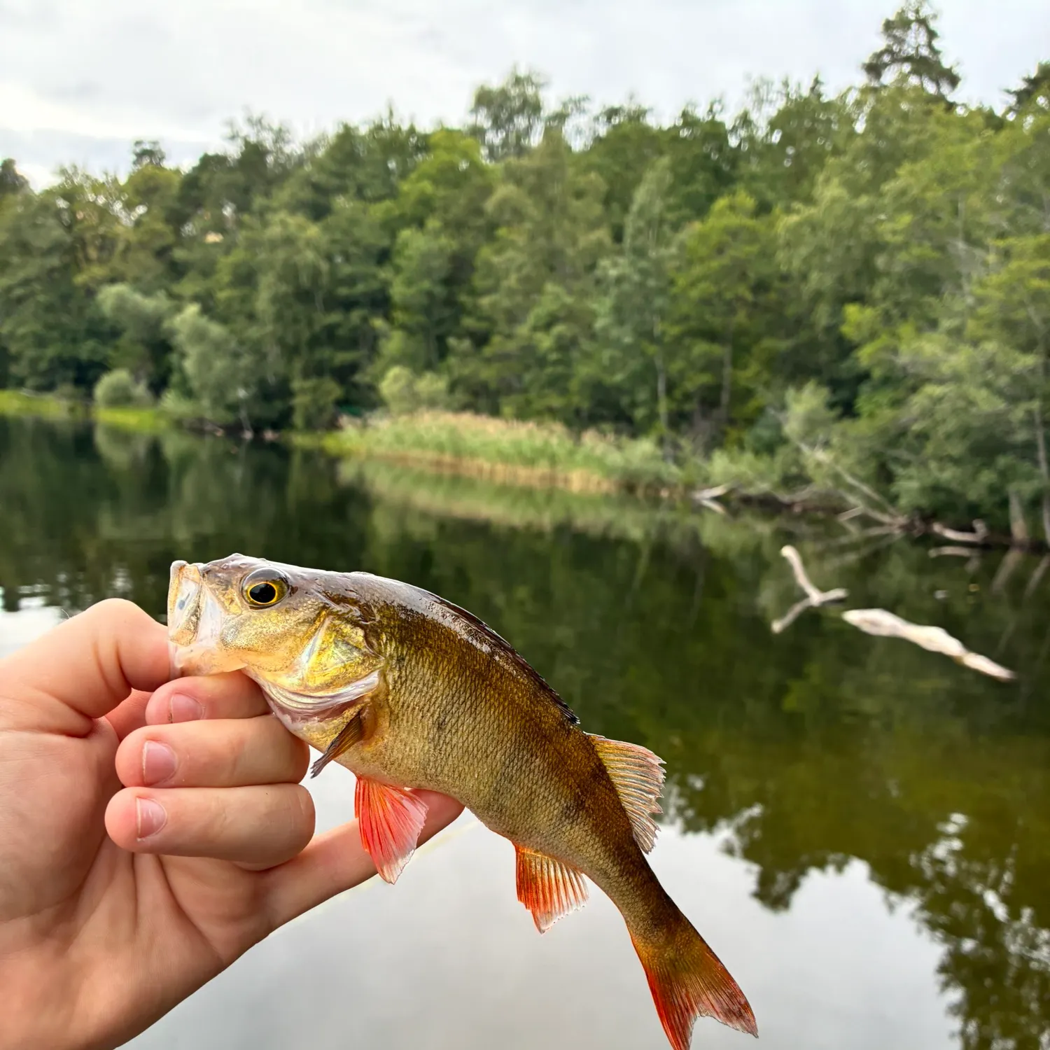 European perch caught on Fishbrain