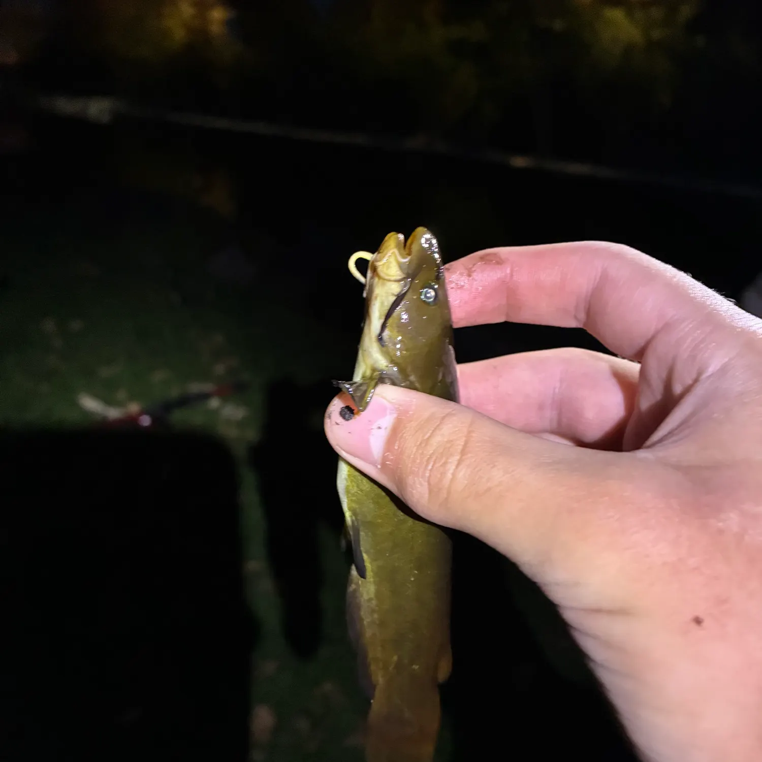 Black bullhead caught on Fishbrain