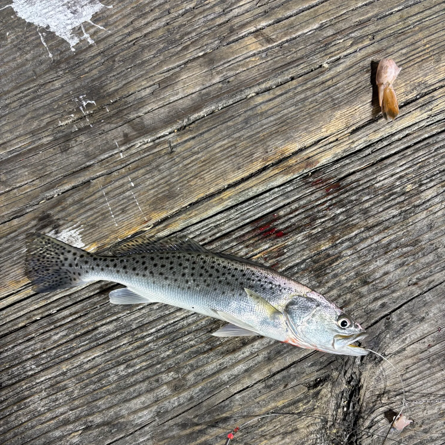 Spotted seatrout caught on Fishbrain