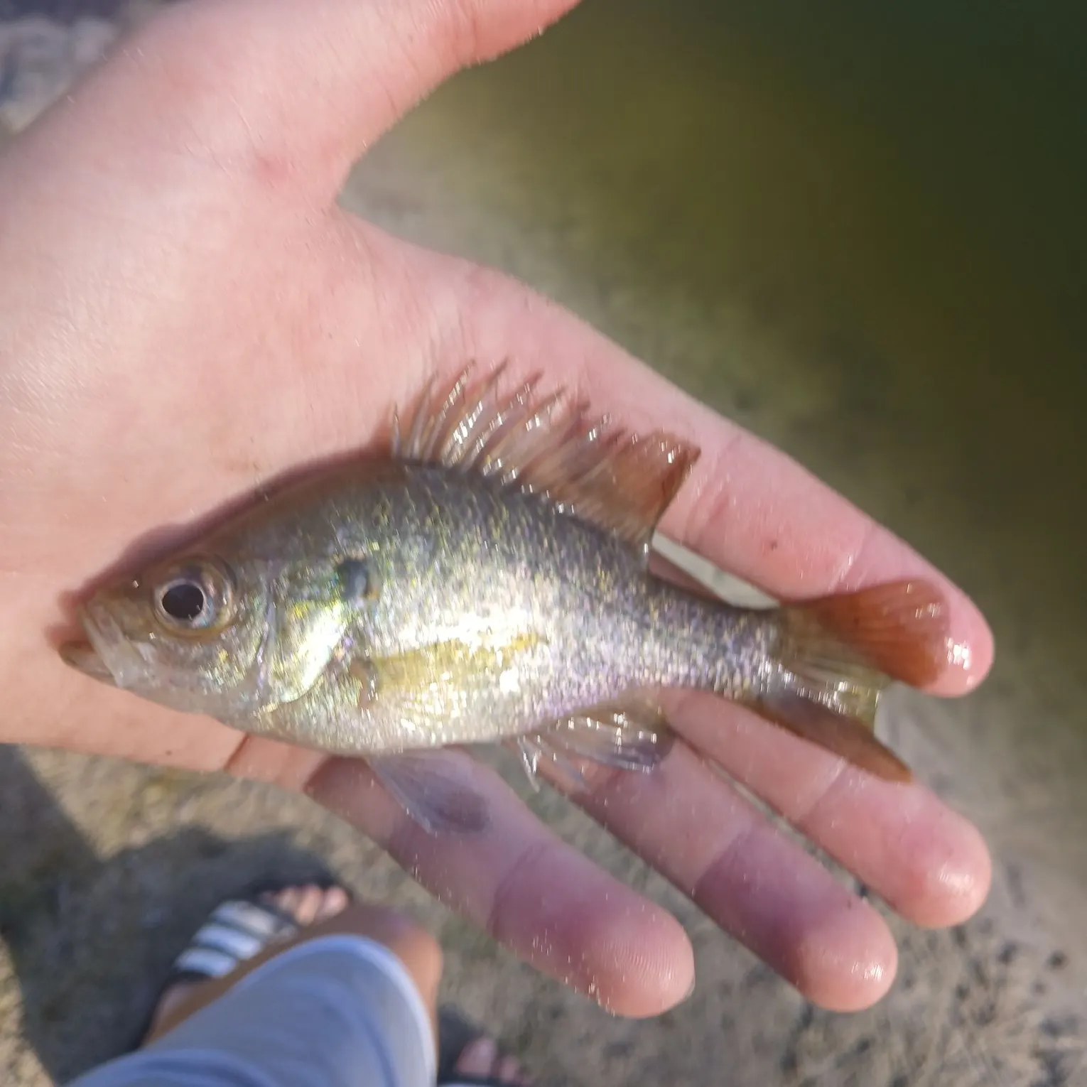 The most recent Wargill hybrid catches on Fishbrain