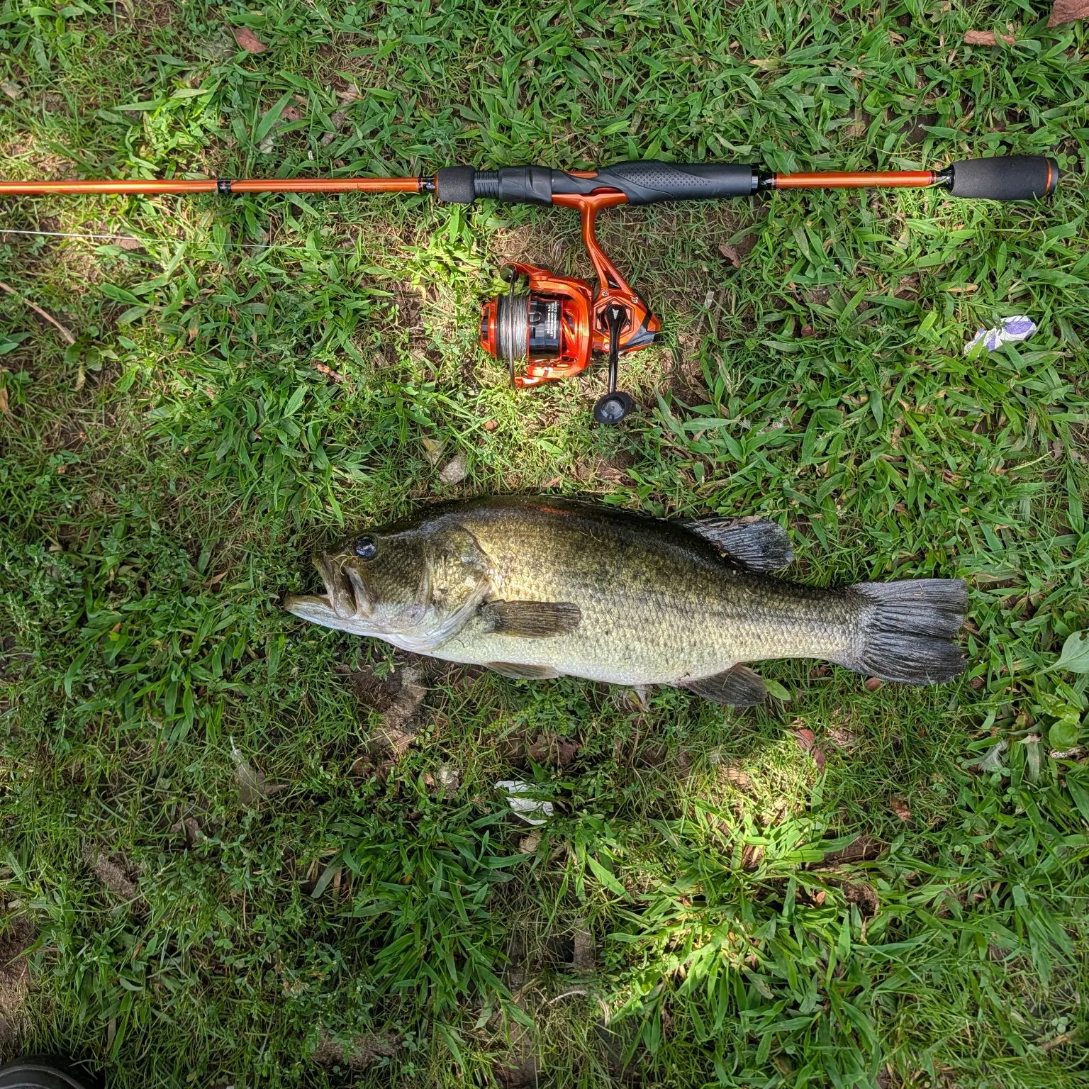 Largemouth bass caught on Fishbrain
