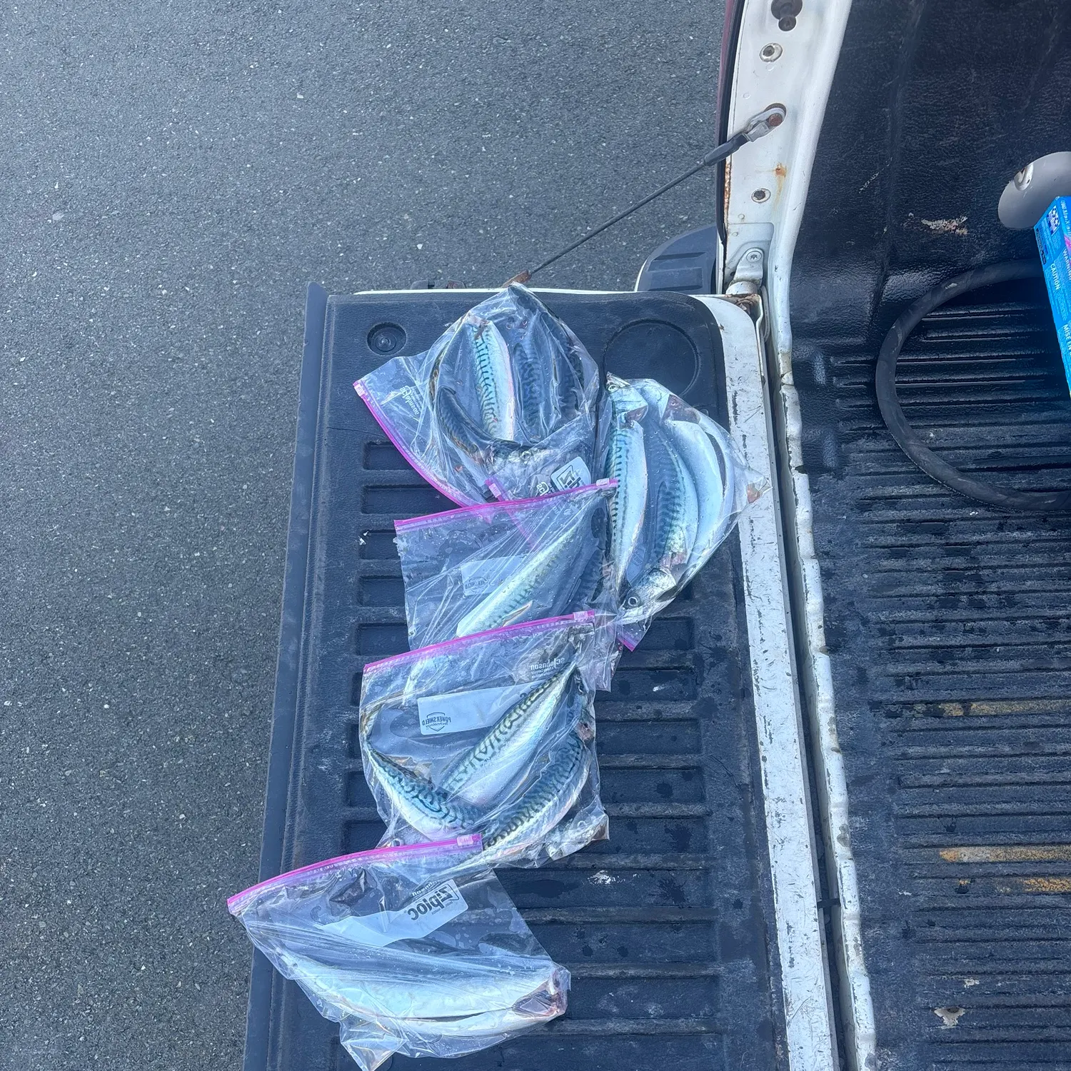 Atlantic mackerel caught on Fishbrain