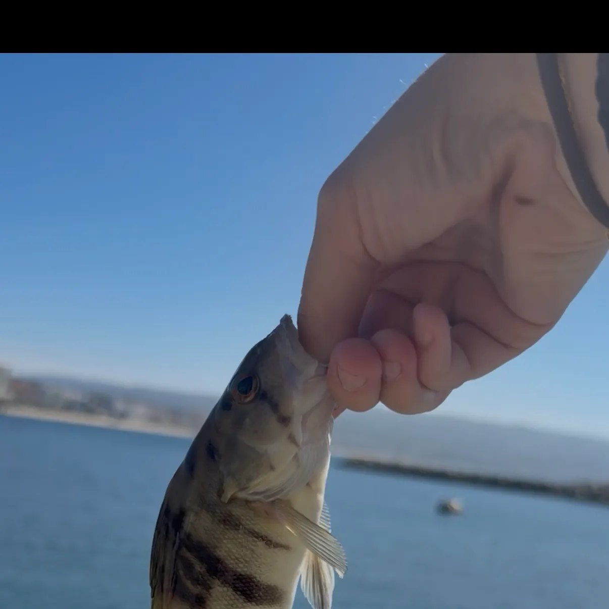 Barred sand bass caught on Fishbrain
