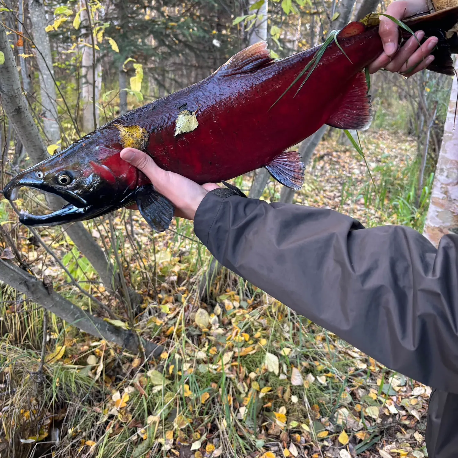 Coho salmon caught on Fishbrain