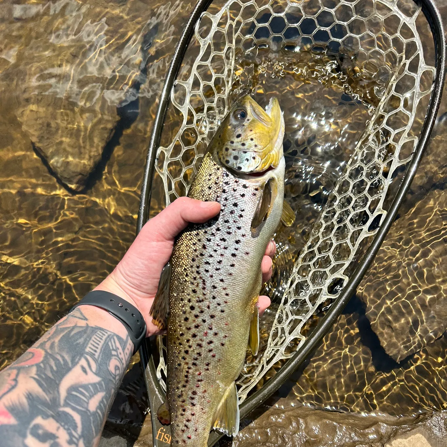 recently logged catches