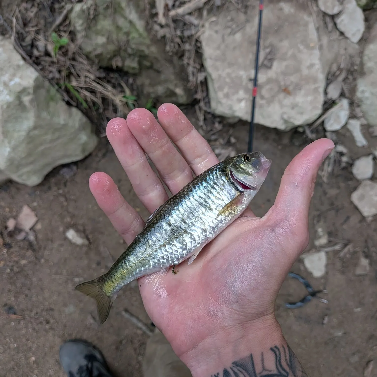 Common shiner caught on Fishbrain