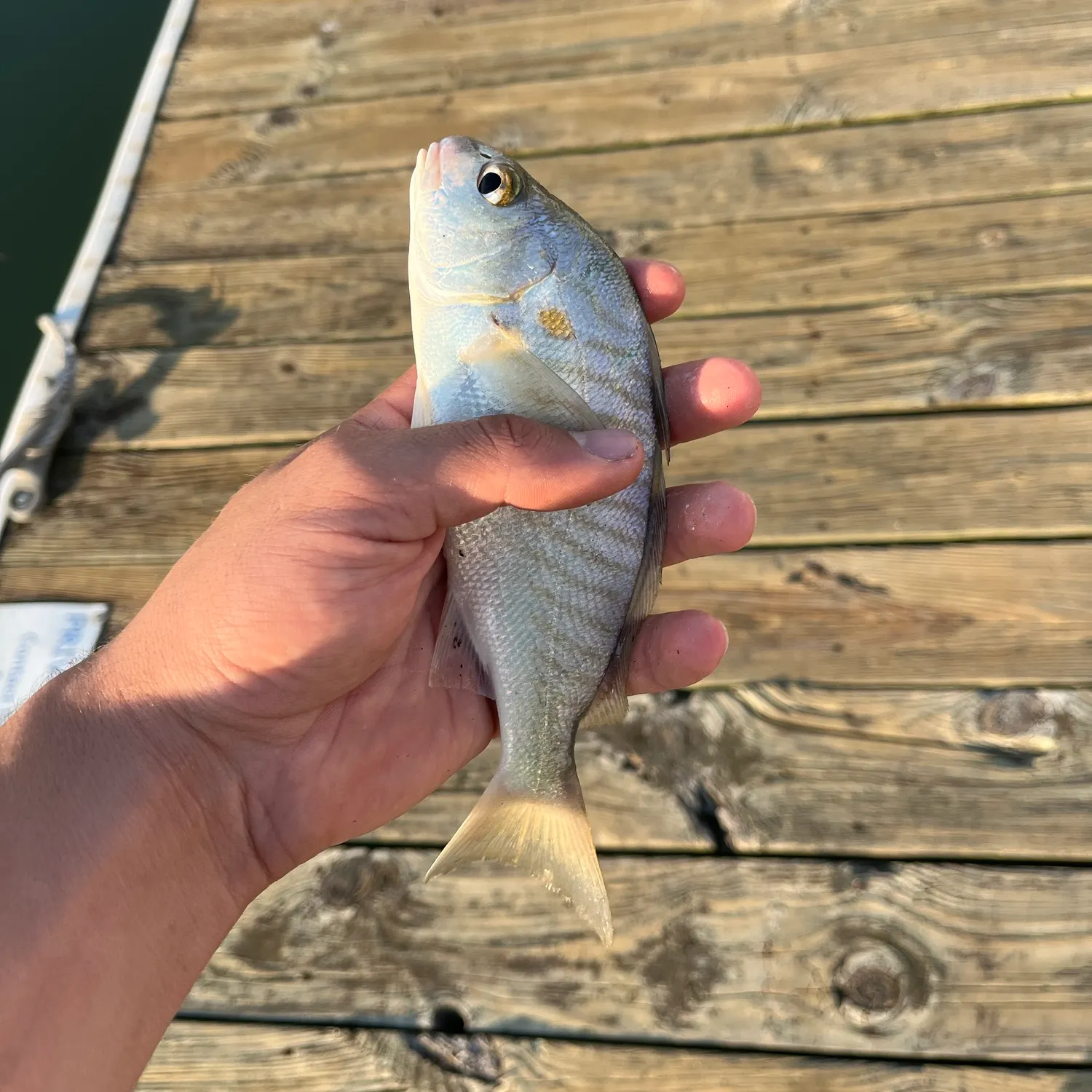 Spot croaker caught on Fishbrain