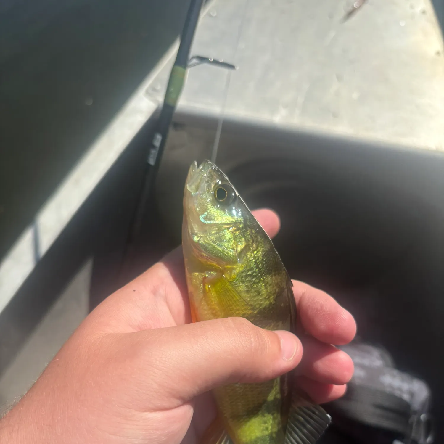 Yellow perch caught on Fishbrain