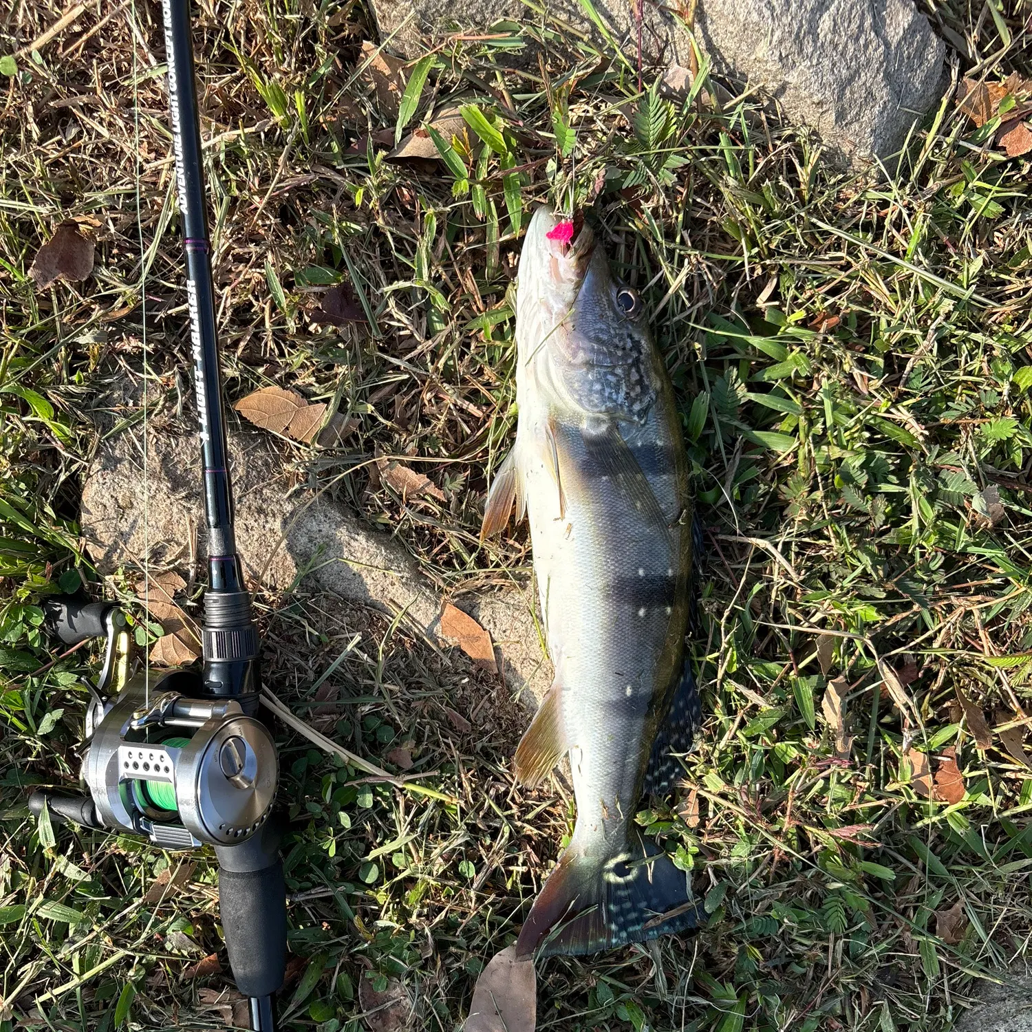 The most recent Speckled peacock bass catches on Fishbrain