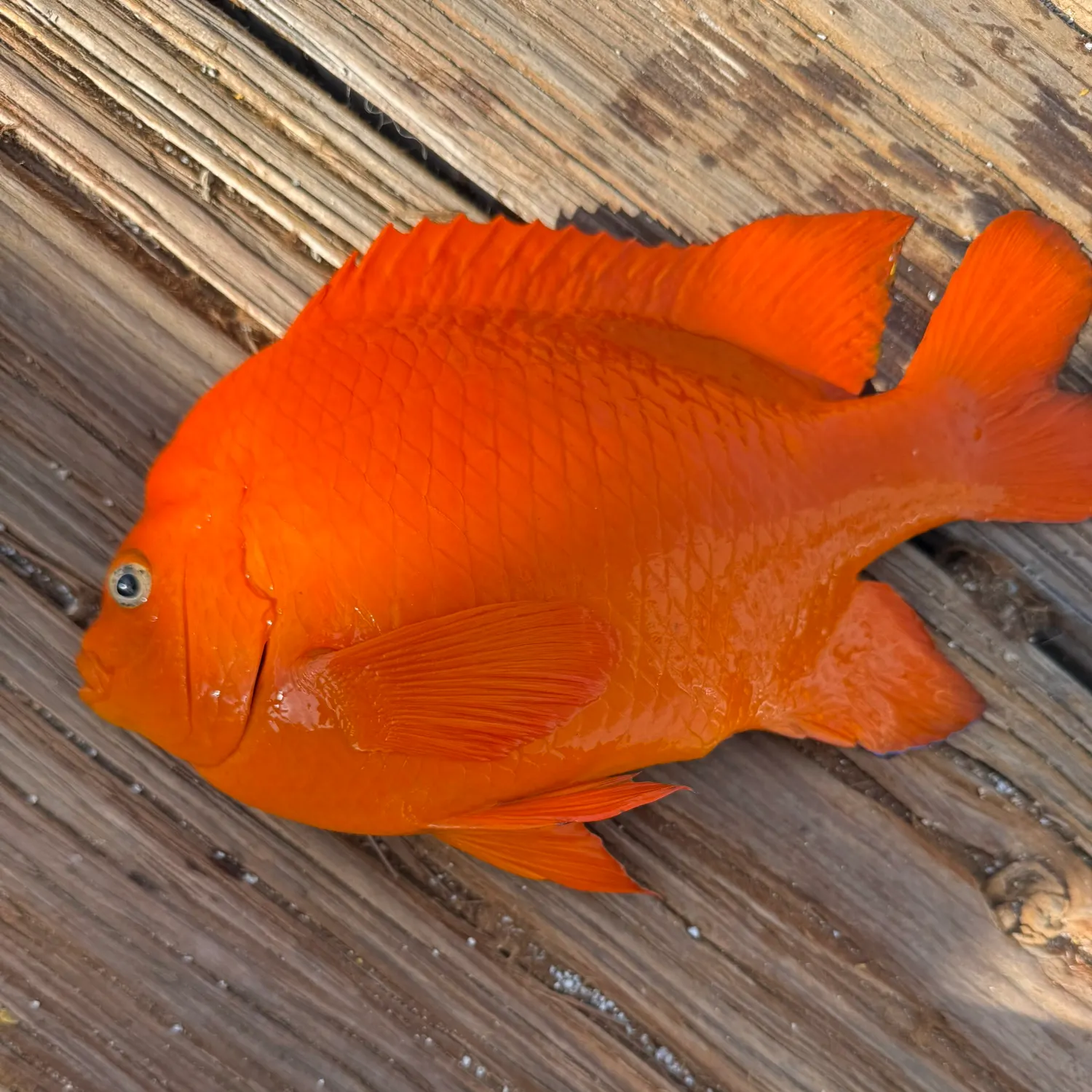 The most recent Garibaldi damselfish catches on Fishbrain