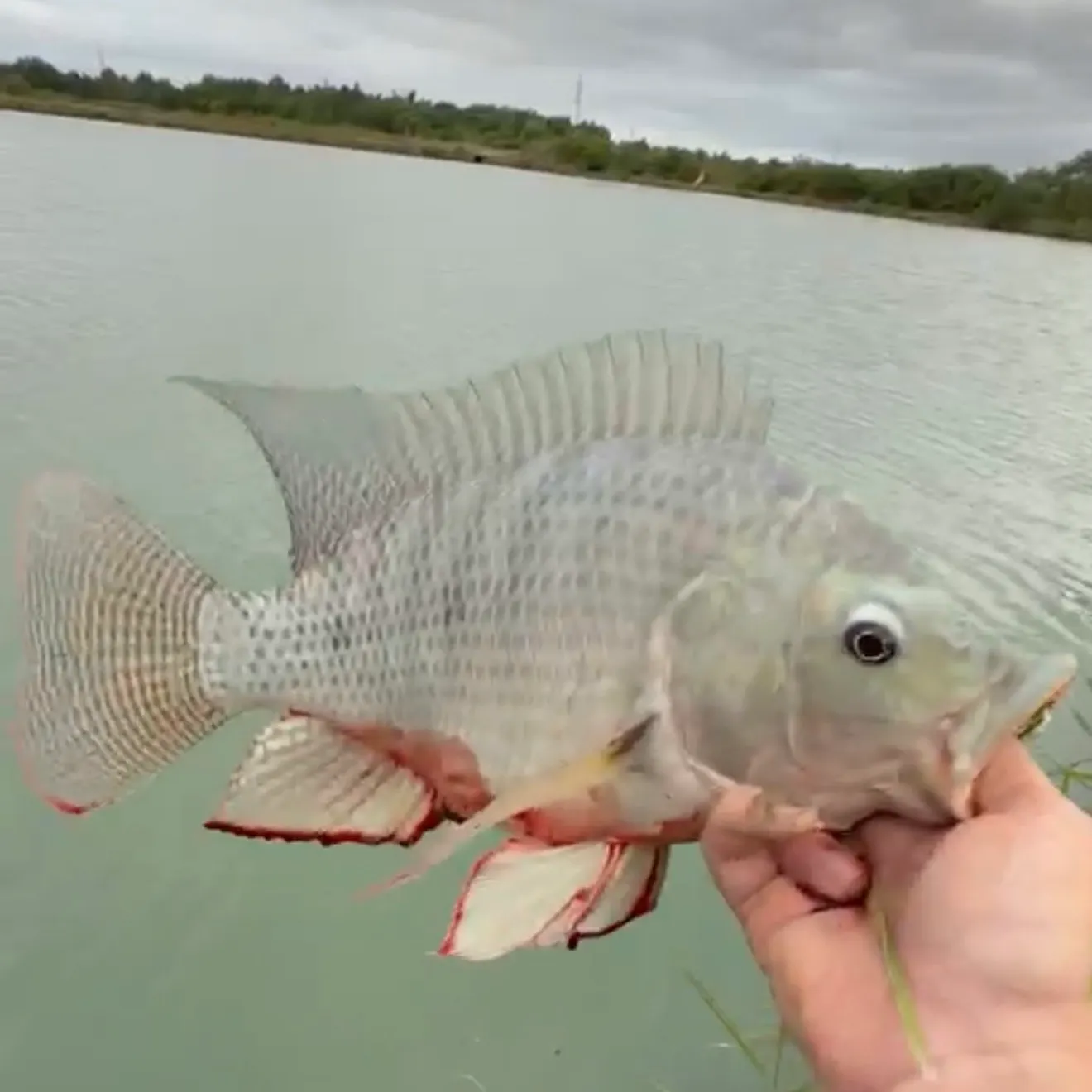The most recent Redbreast tilapia catches on Fishbrain