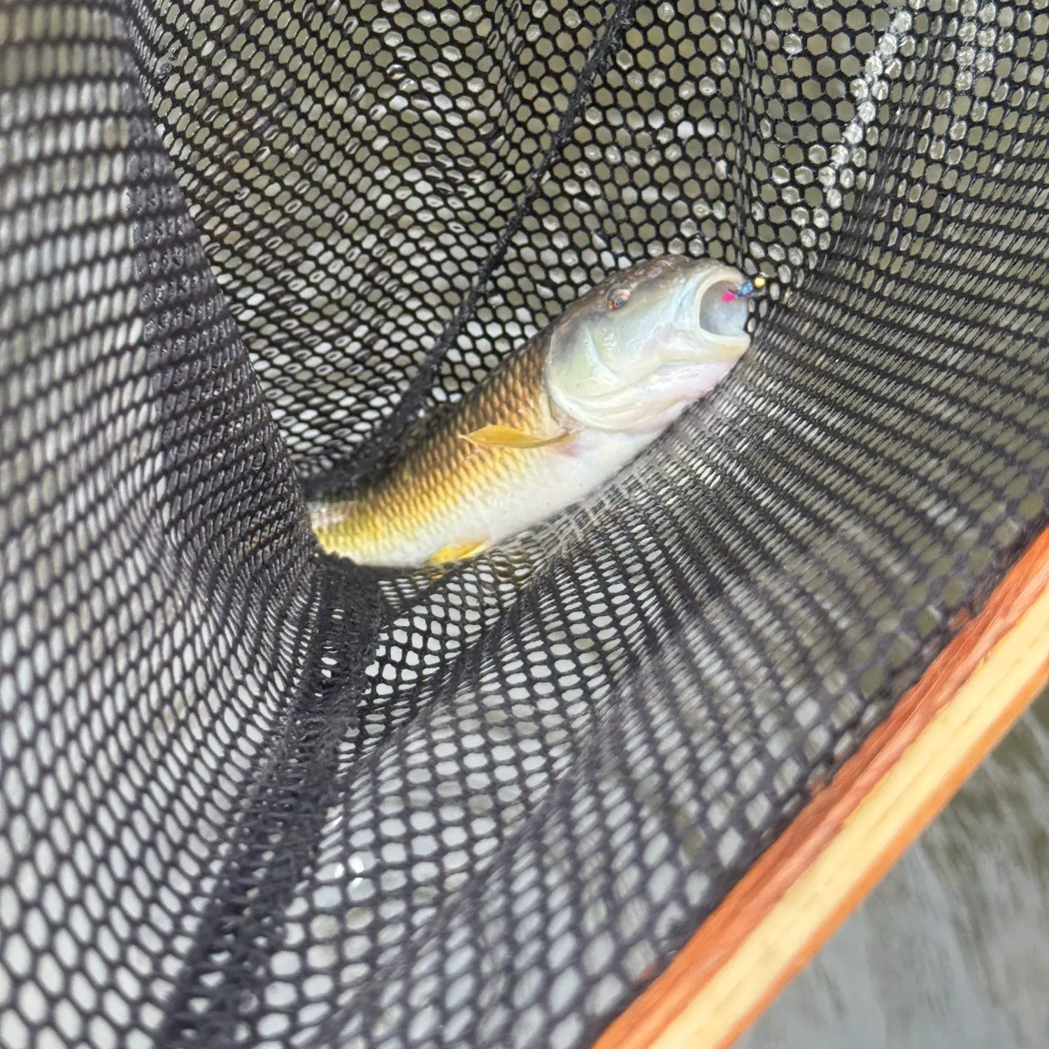 The most recent River chub catches on Fishbrain