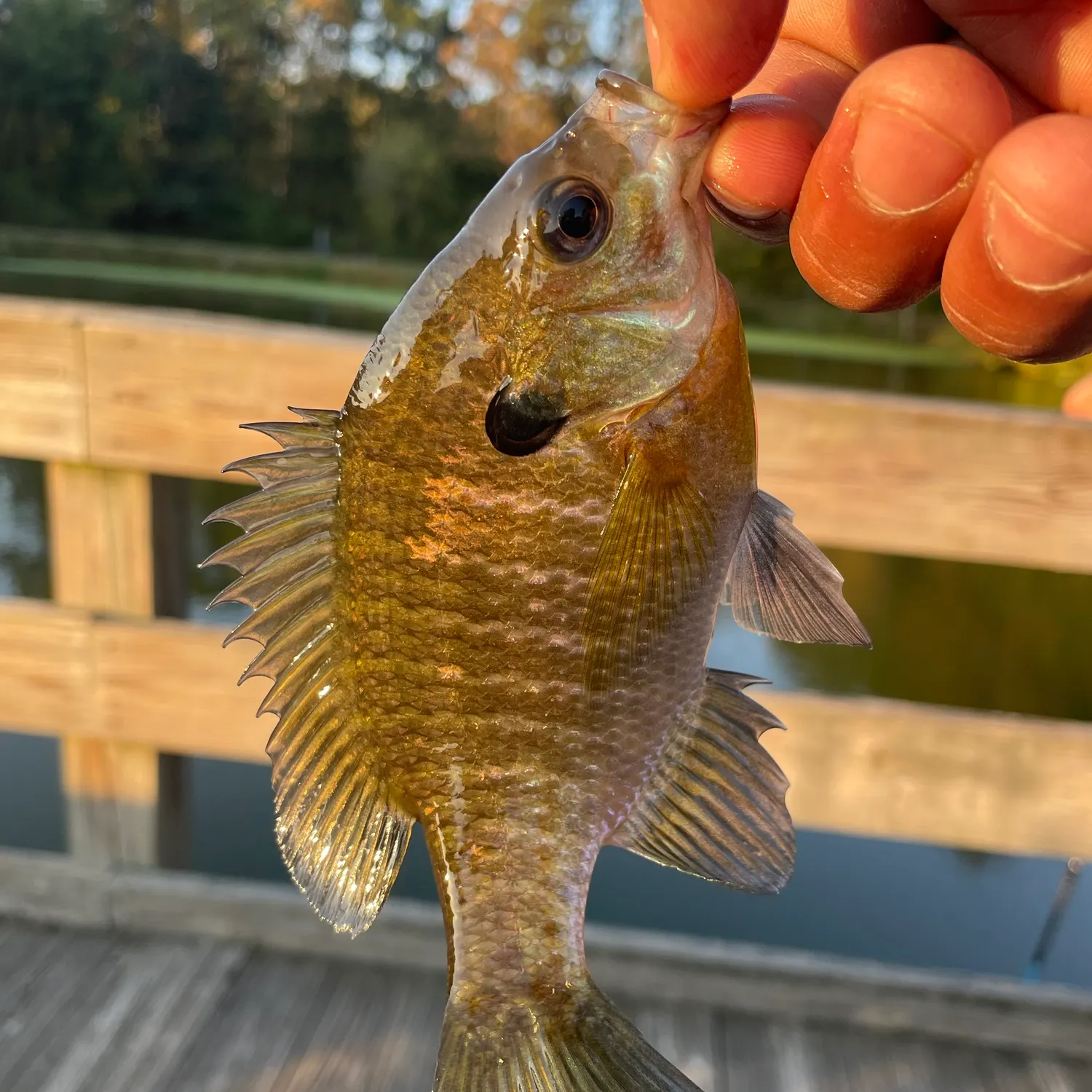 Bluegill caught on Fishbrain