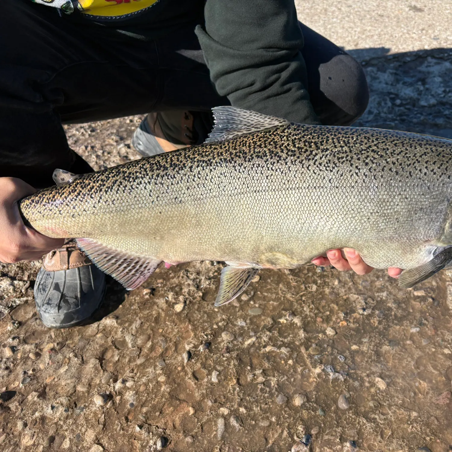 Chinook salmon caught on Fishbrain