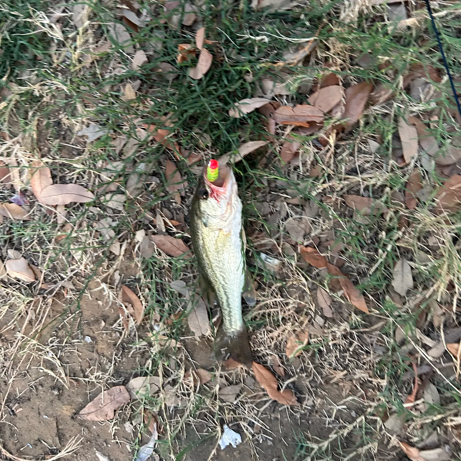 Fish caught on Fishbrain