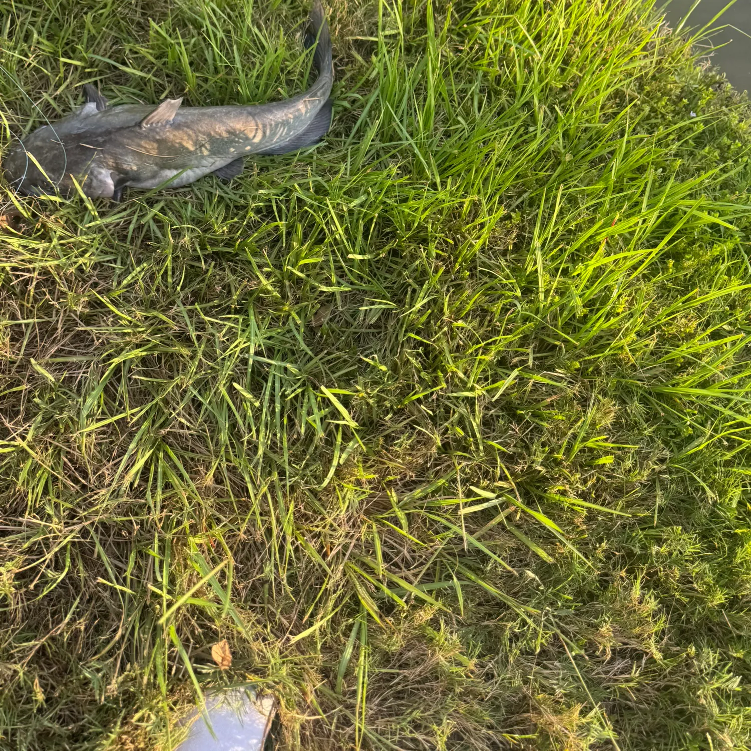 Fish caught on Fishbrain