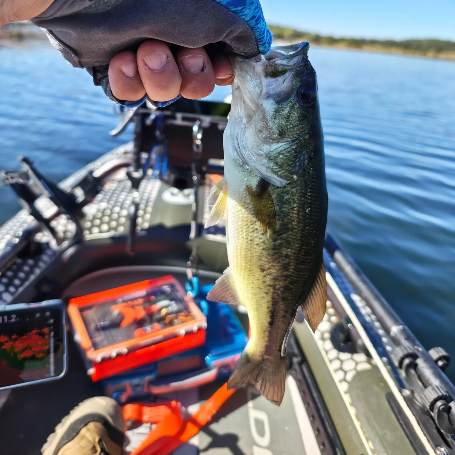 Largemouth bass caught on Fishbrain