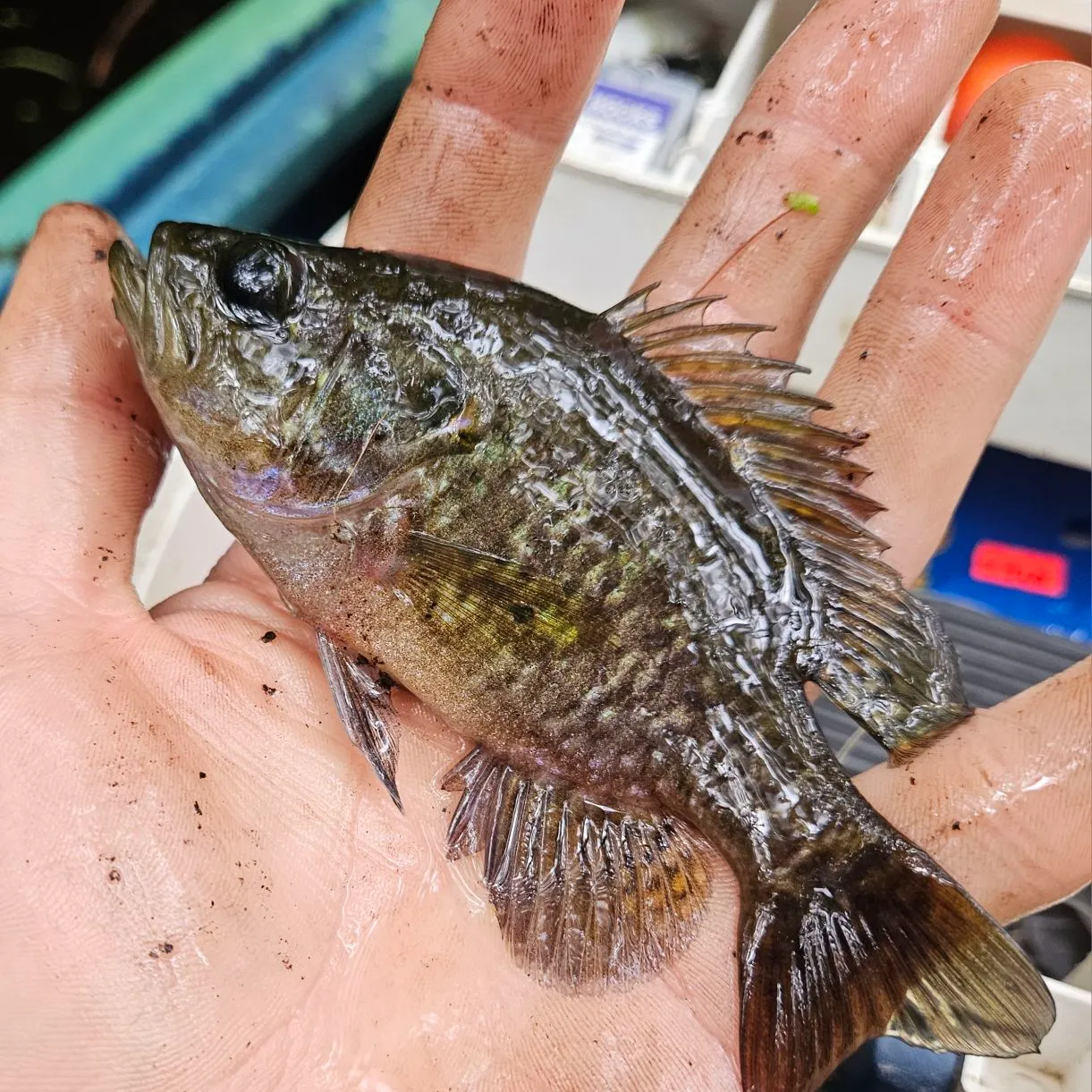 Warmouth caught on Fishbrain
