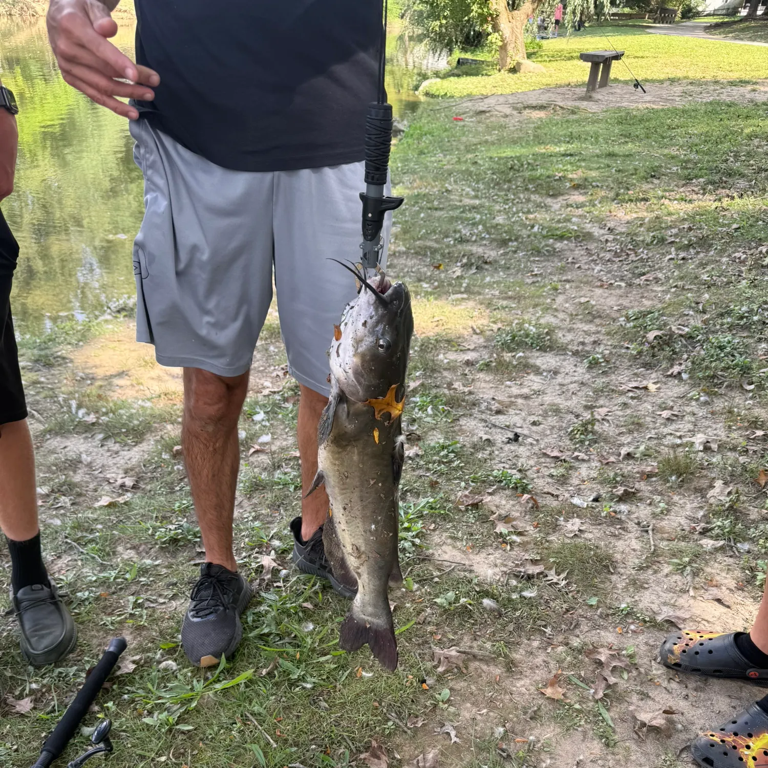 Channel catfish caught on Fishbrain