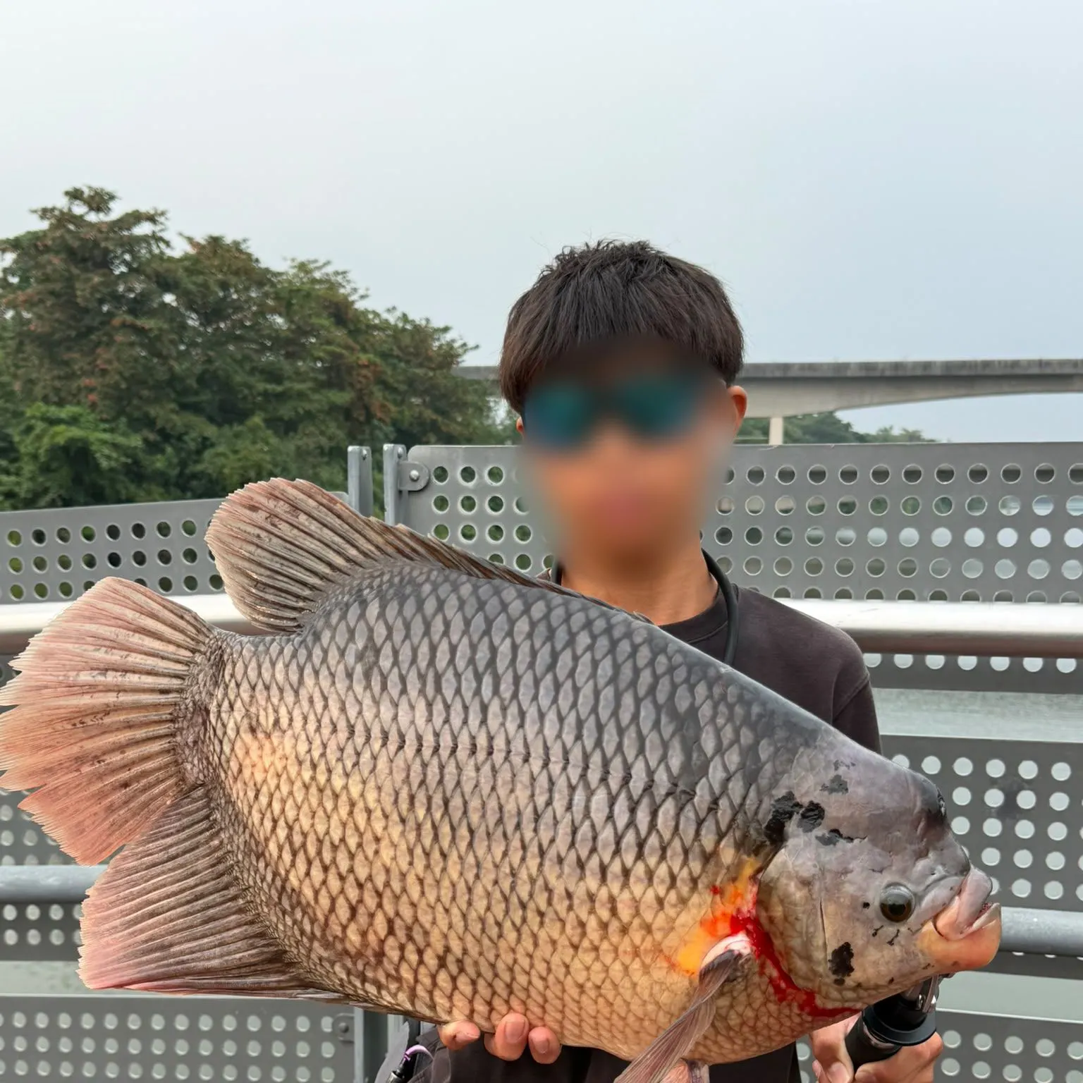 The most recent Giant gourami catches on Fishbrain
