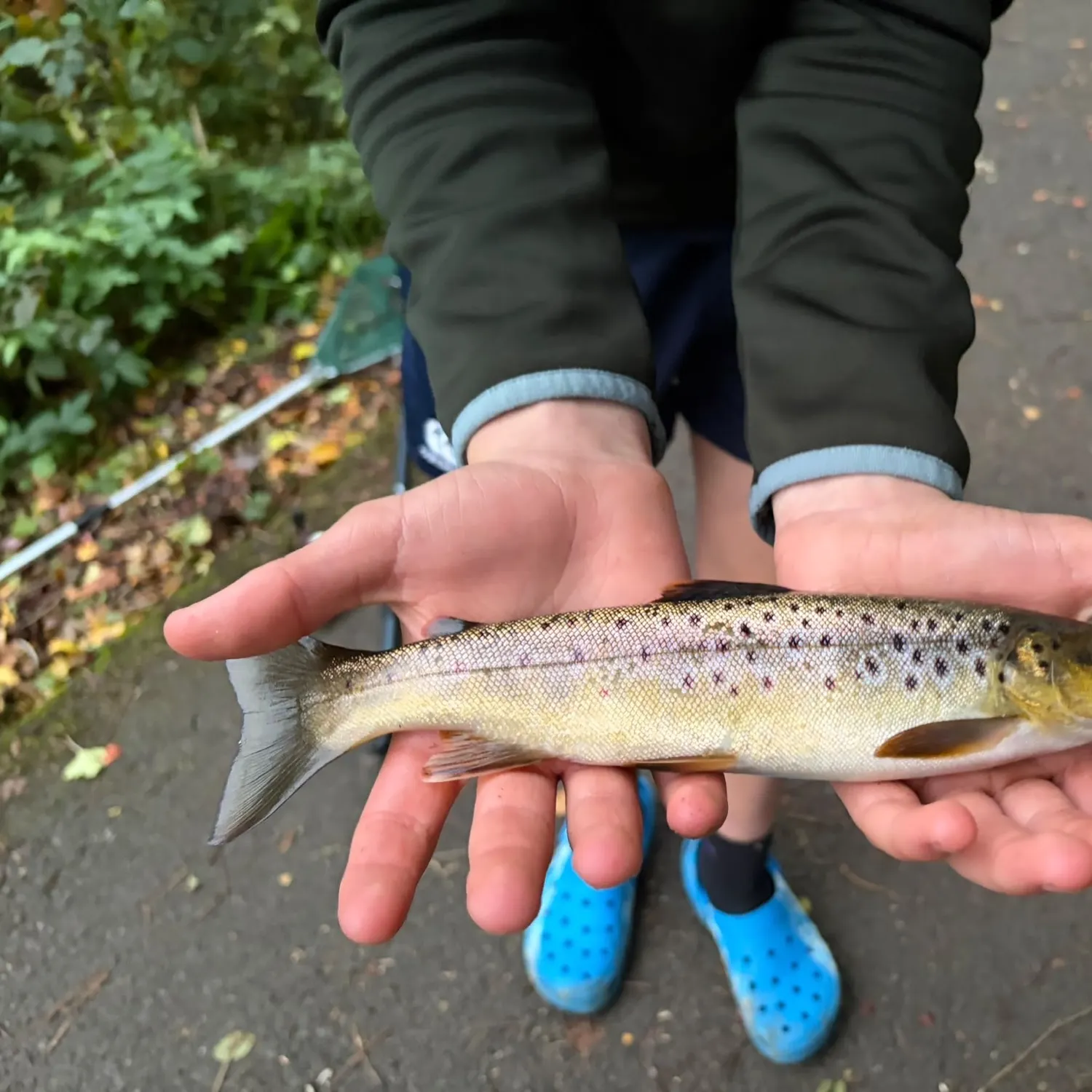 Brown trout caught on Fishbrain