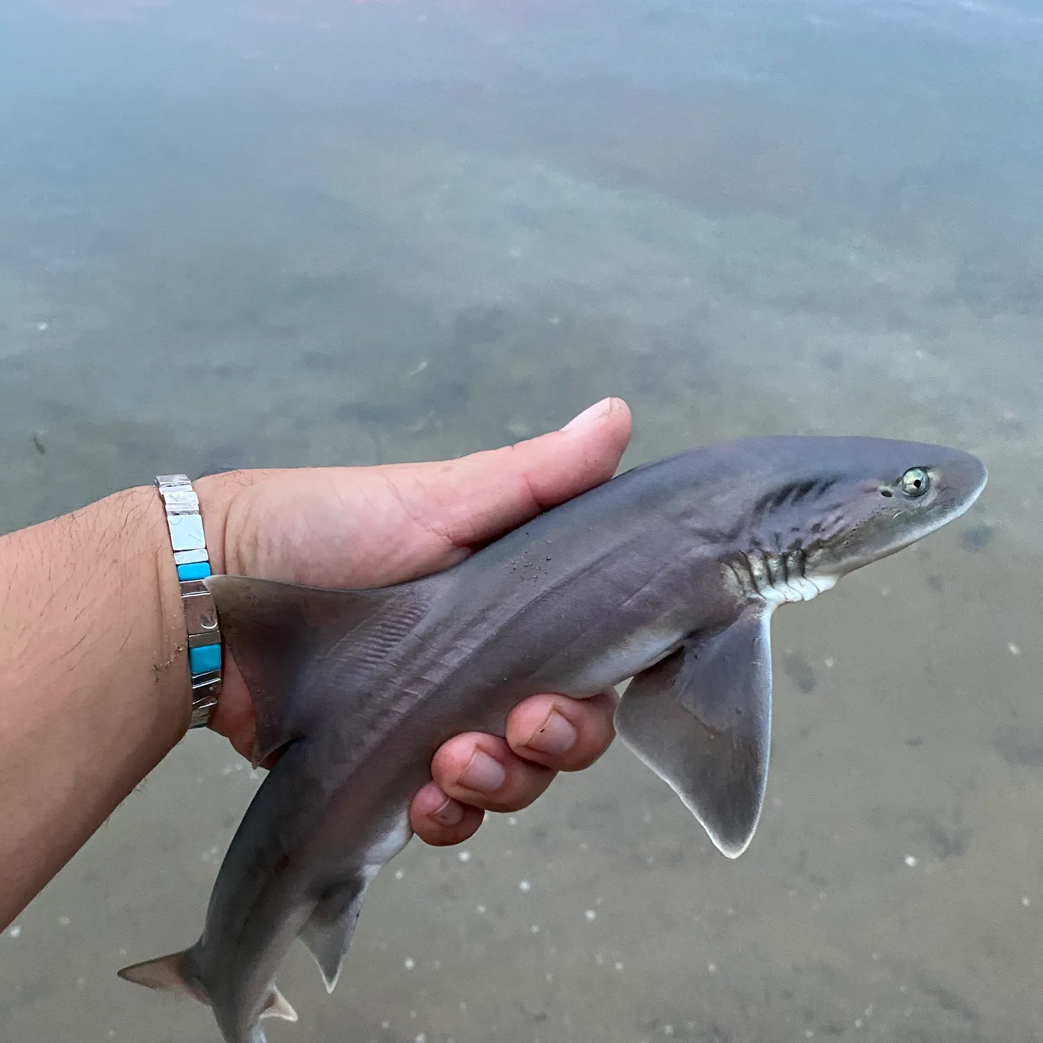 The most recent Grey smooth-hound catches on Fishbrain