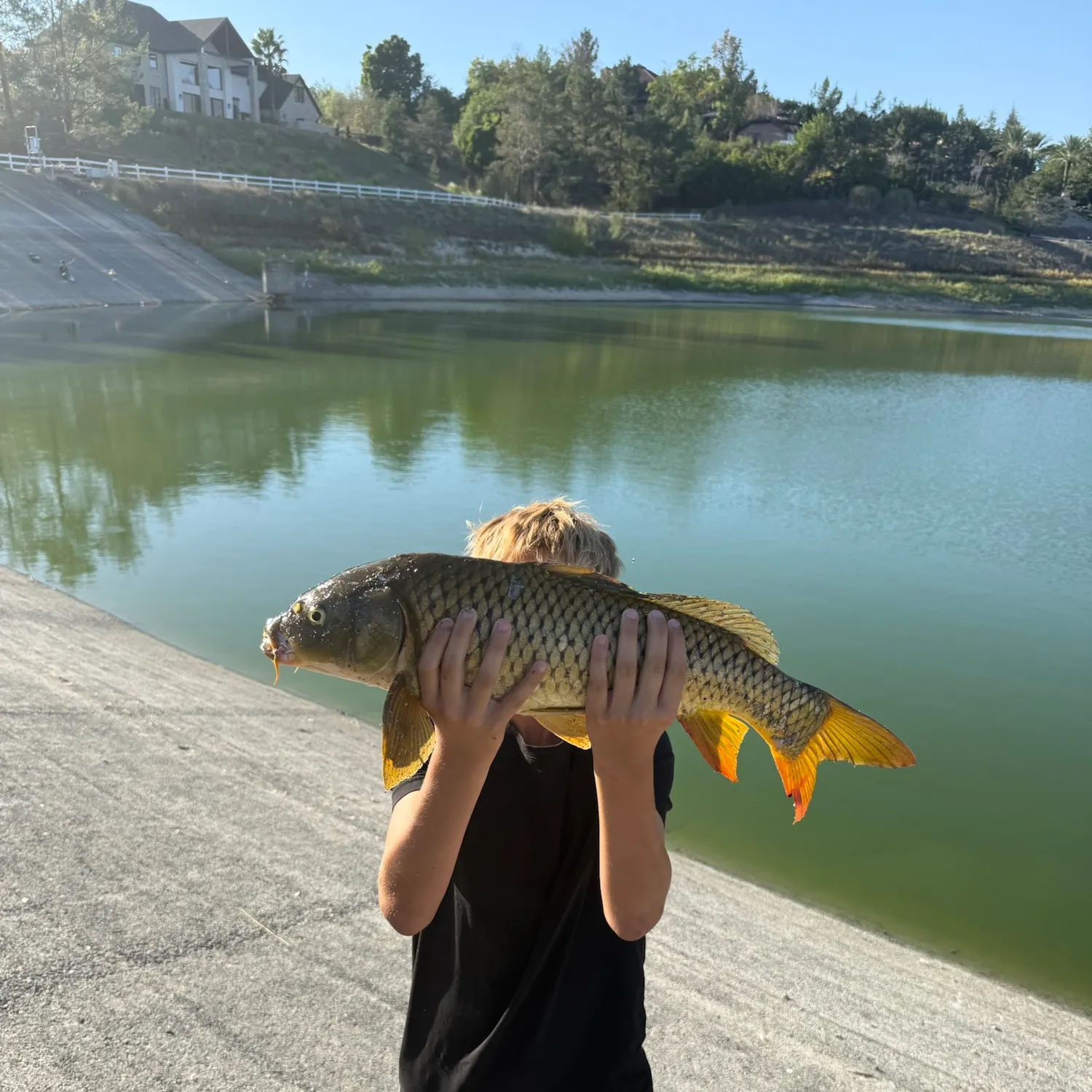Common carp caught on Fishbrain