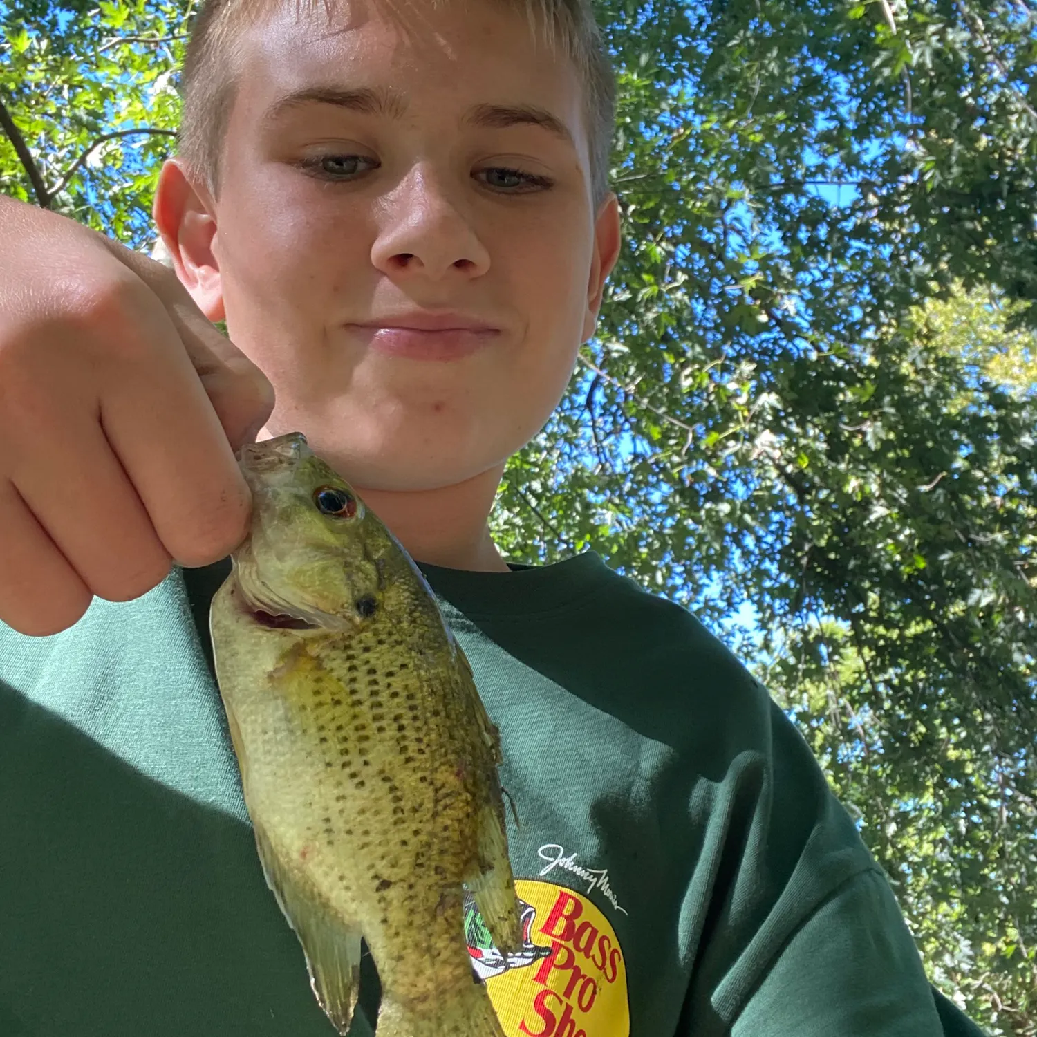 Rock bass caught on Fishbrain
